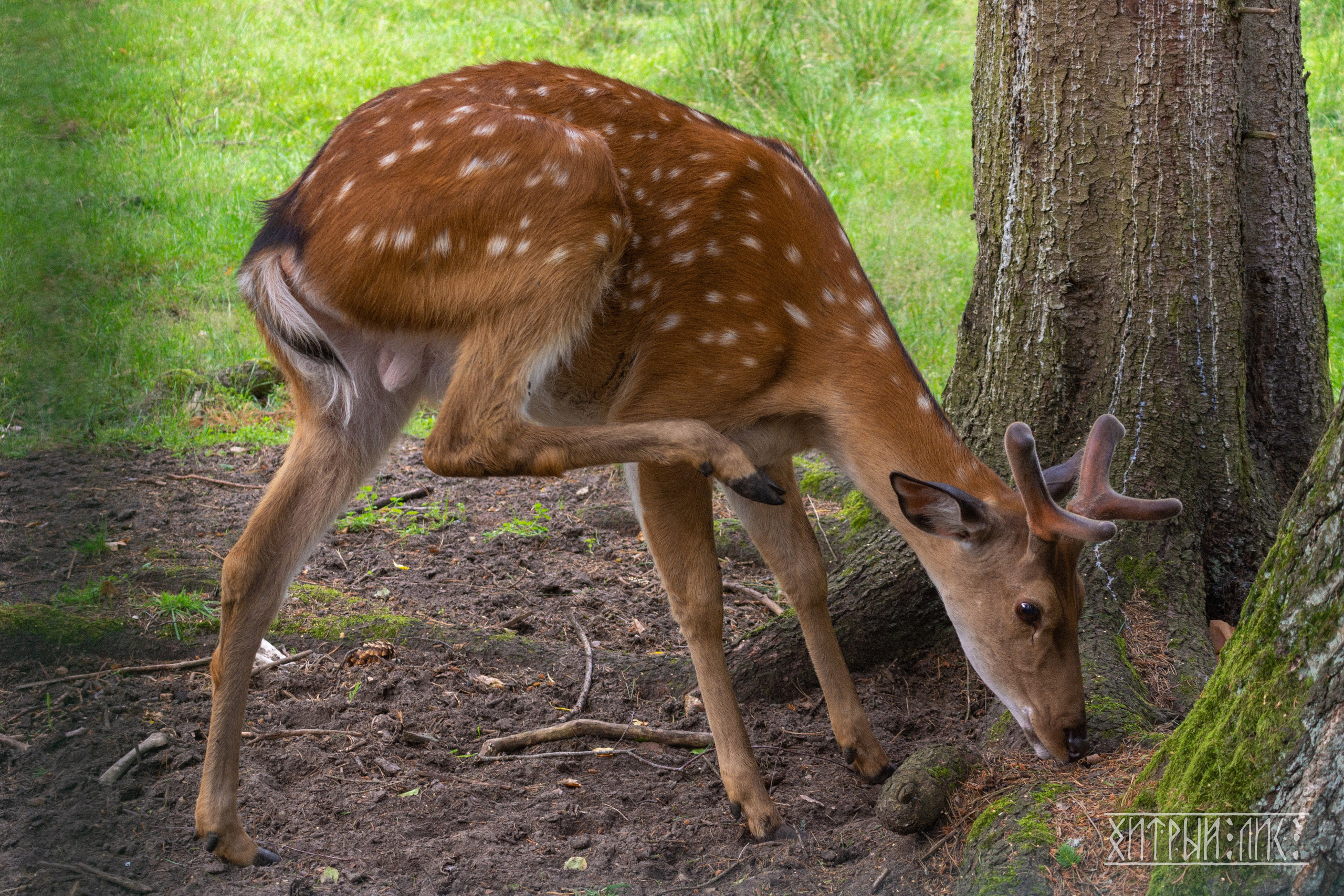 Беларусь. Фотограф-путешественник Самойлов Максим «Sly Fox»