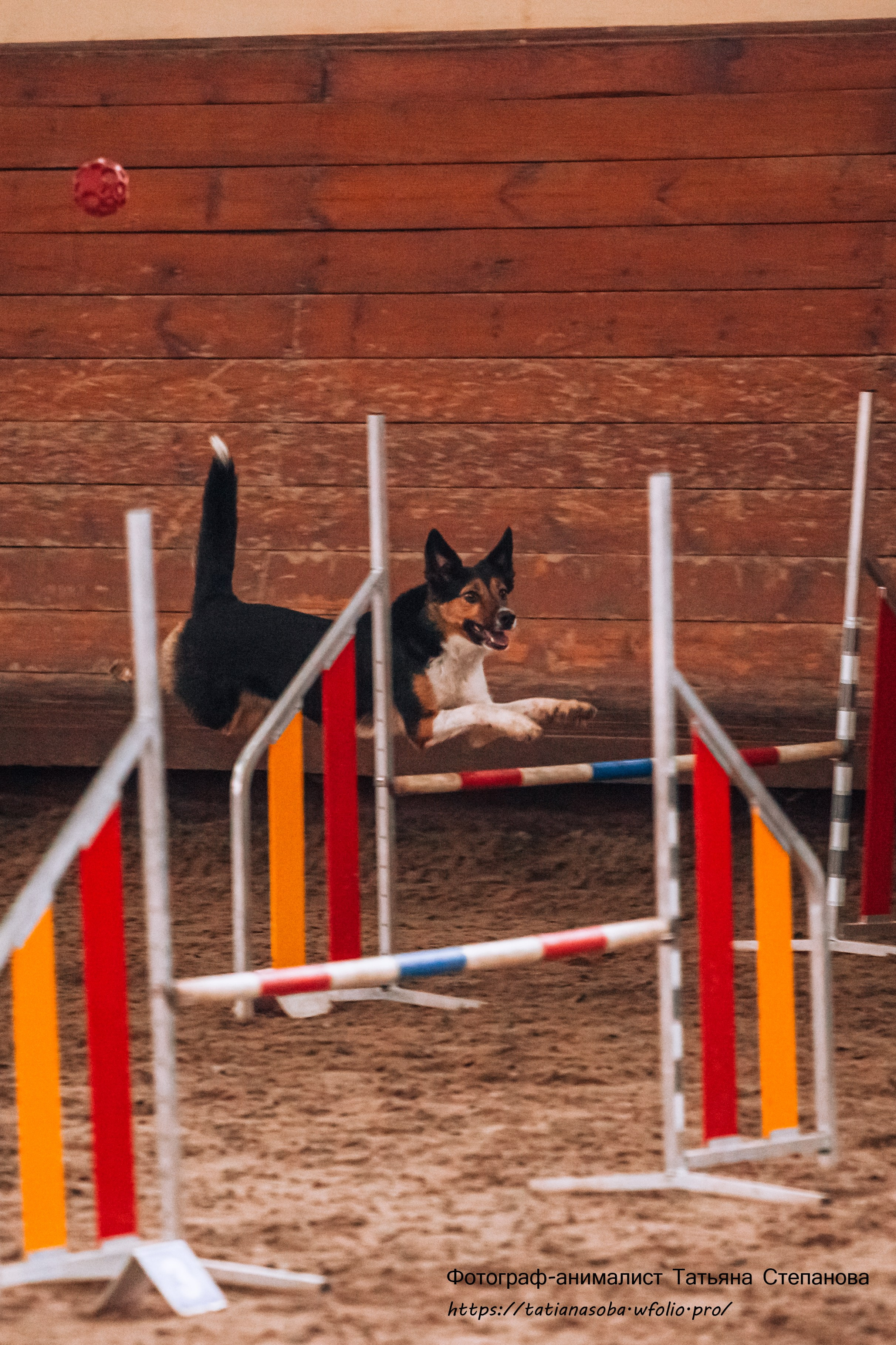 Соревнования по Аджилити 25.02.2024. Фотограф-анималист Татьяна Степанова