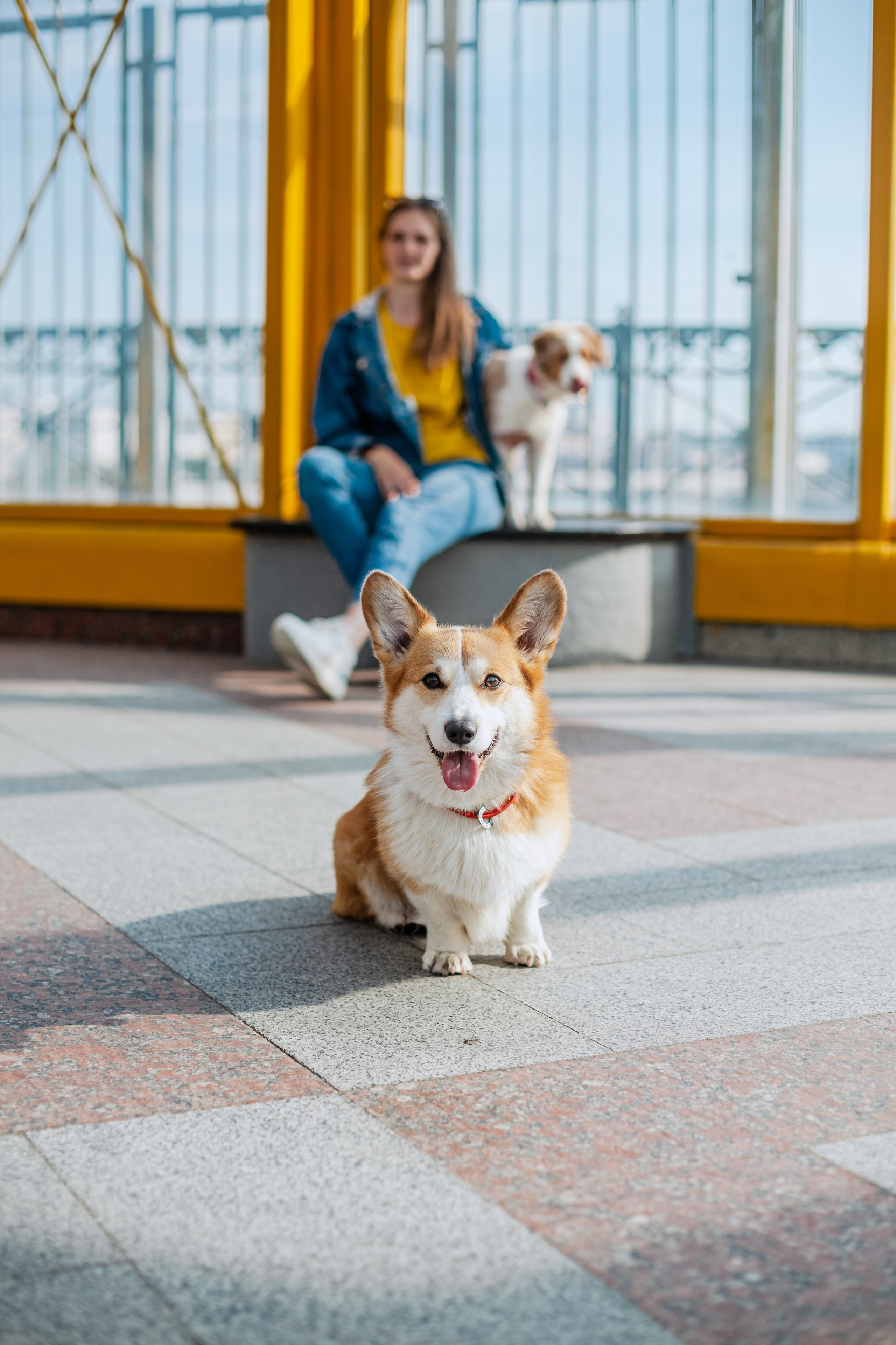 Андреевский мост. Фотограф-анималист Татьяна Степанова