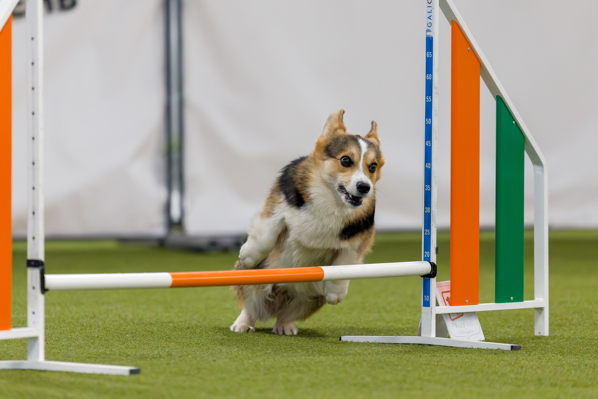 День рождения Пёсбурга — февраль 2025. Irenephoto.ru