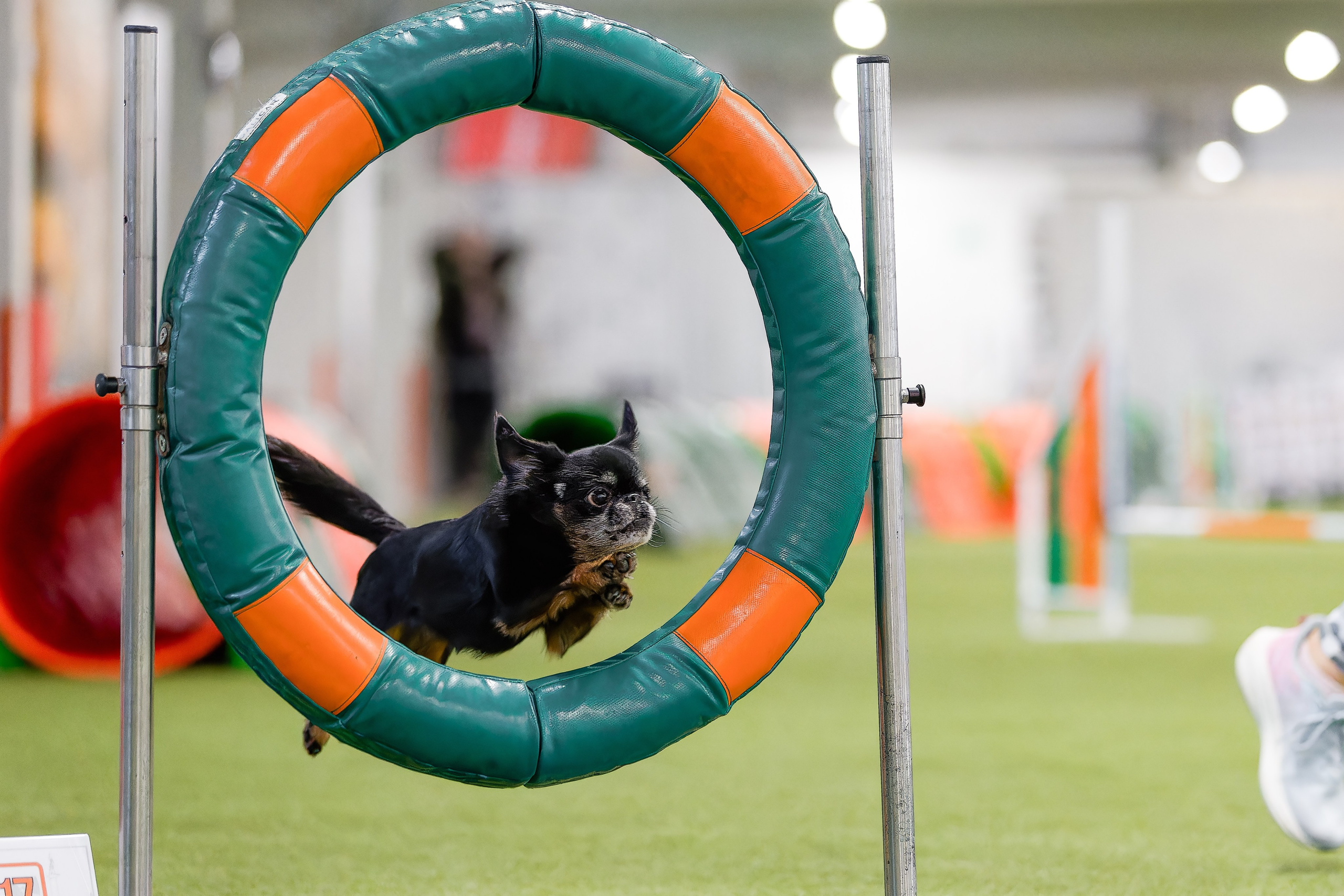 Кубок Пёсбурга 2025. Irenephoto.ru