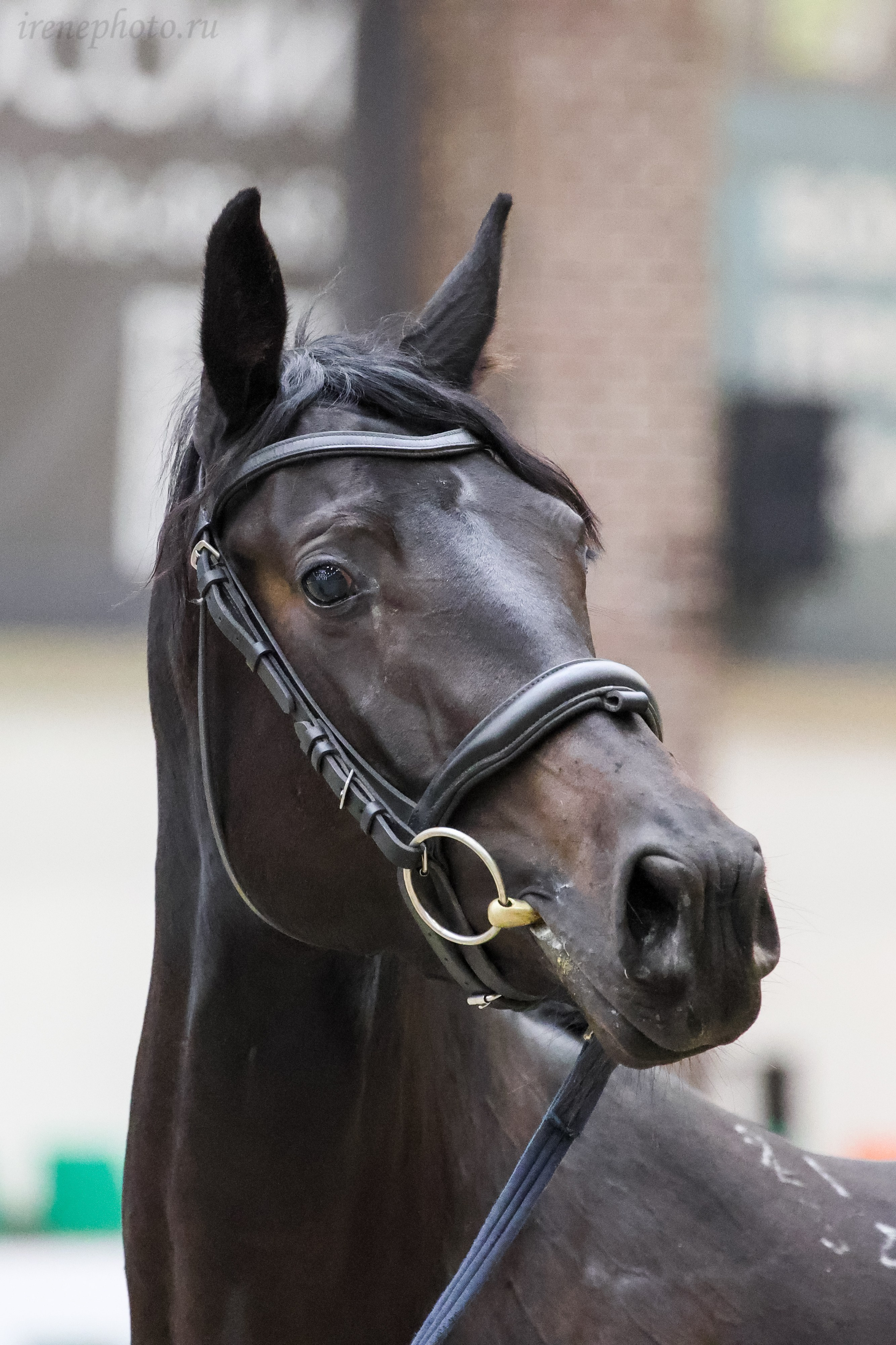 Конная Россия 2024 Оценка двигательных качеств. Irenephoto.ru