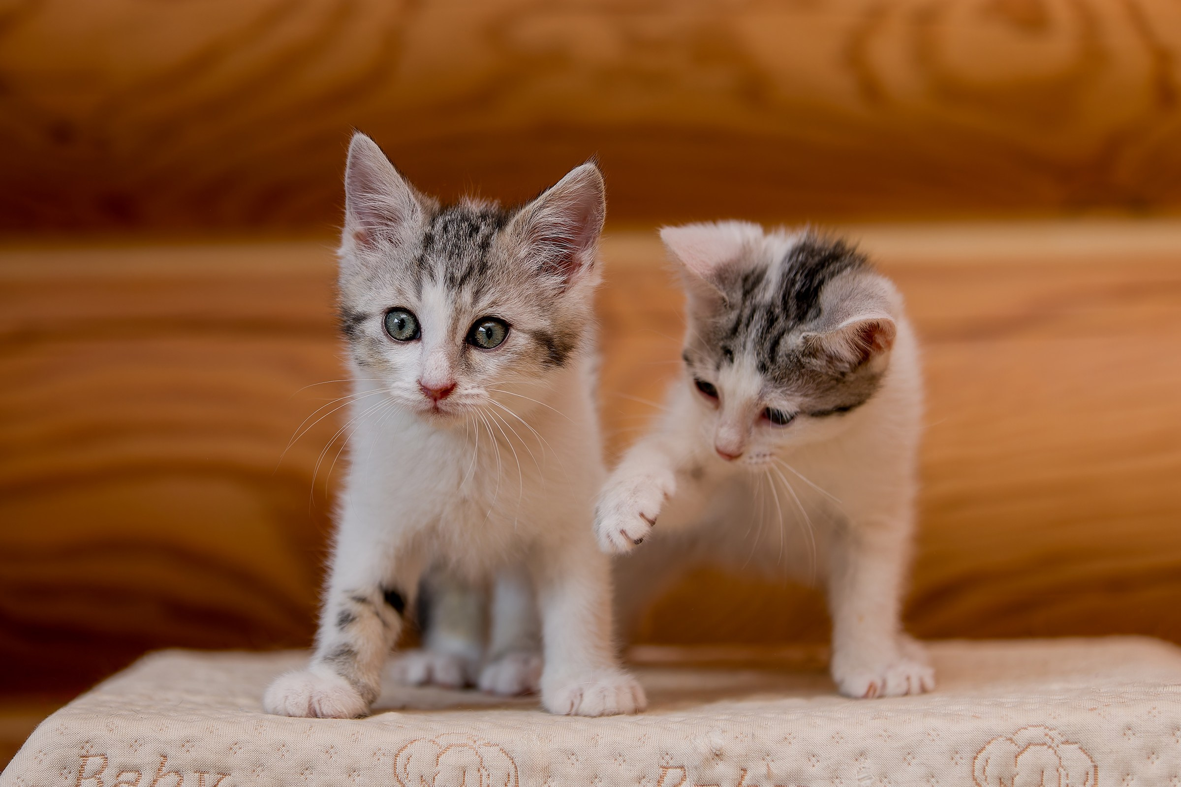 Котята. Irenephoto.ru