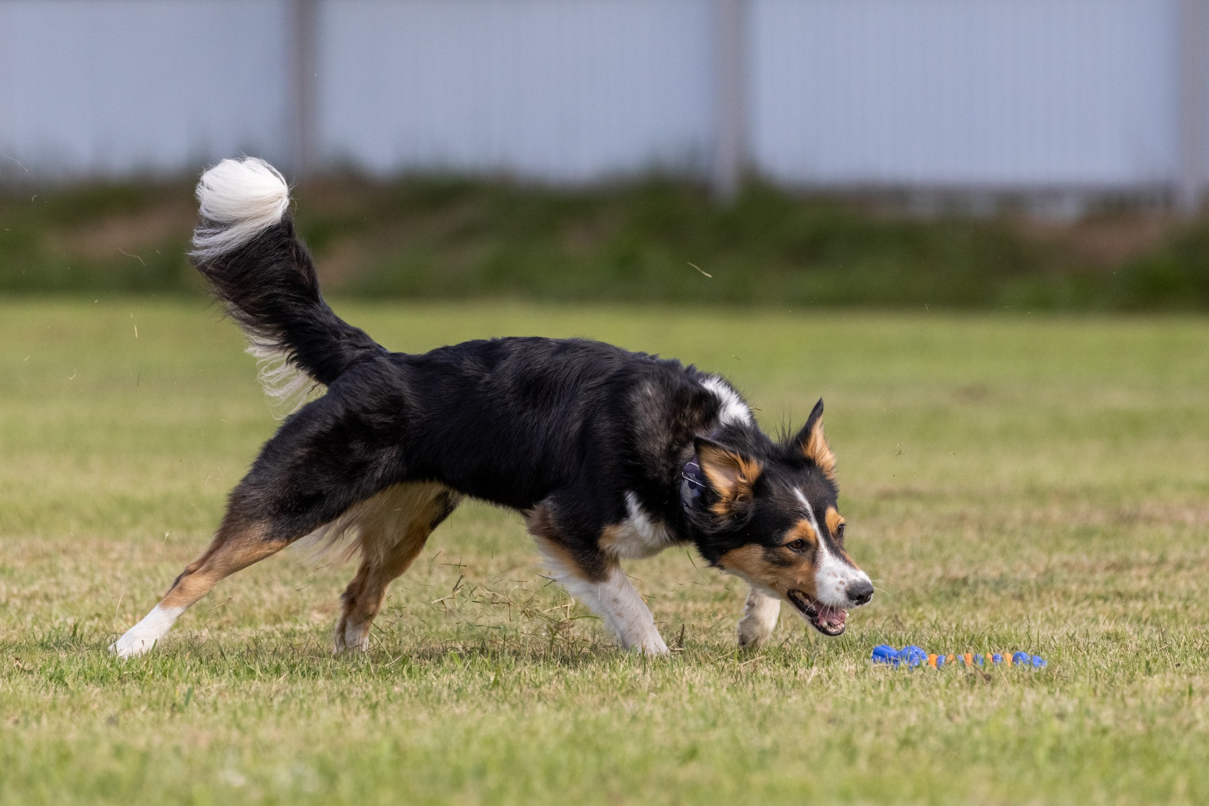 Дог-фризби. Irenephoto.ru