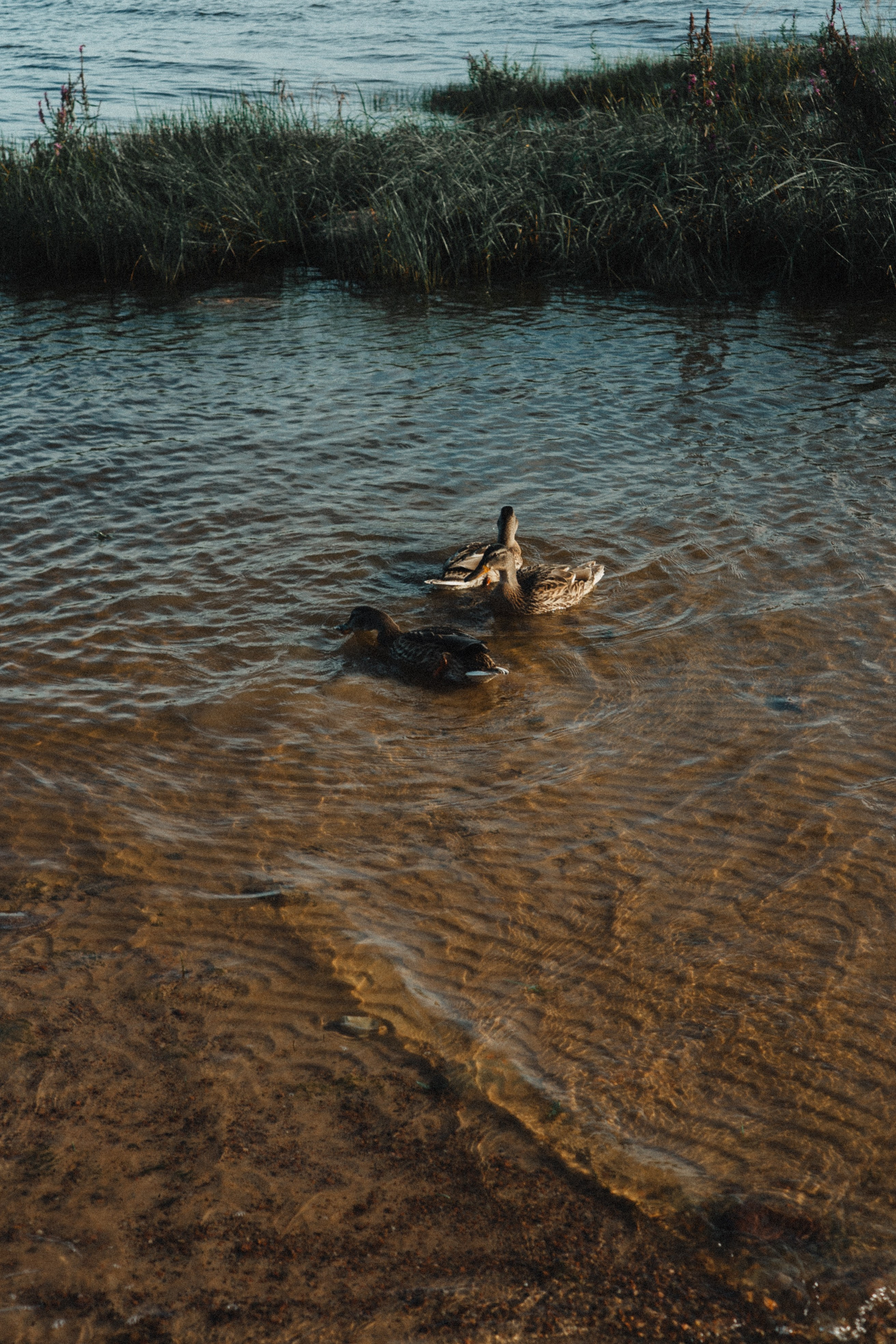 МАМА И ДОЧКА НА ФИНСКОМ ЗАЛИВЕ. Профессиональный фотограф, Санкт-Петербург — Виктория Богомолова