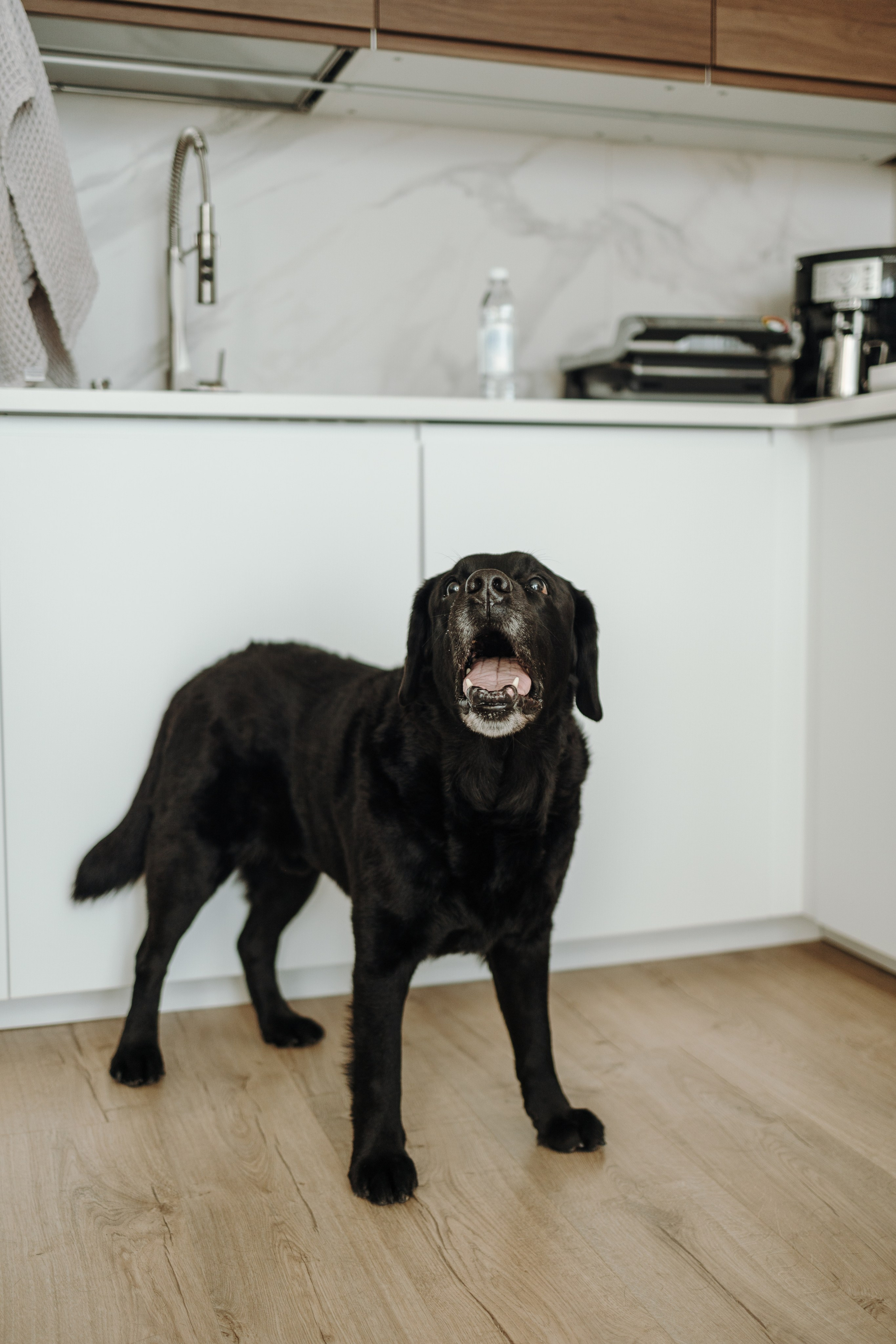 Таня и ее семья. Фотограф — Анималист | Санкт-Петербург