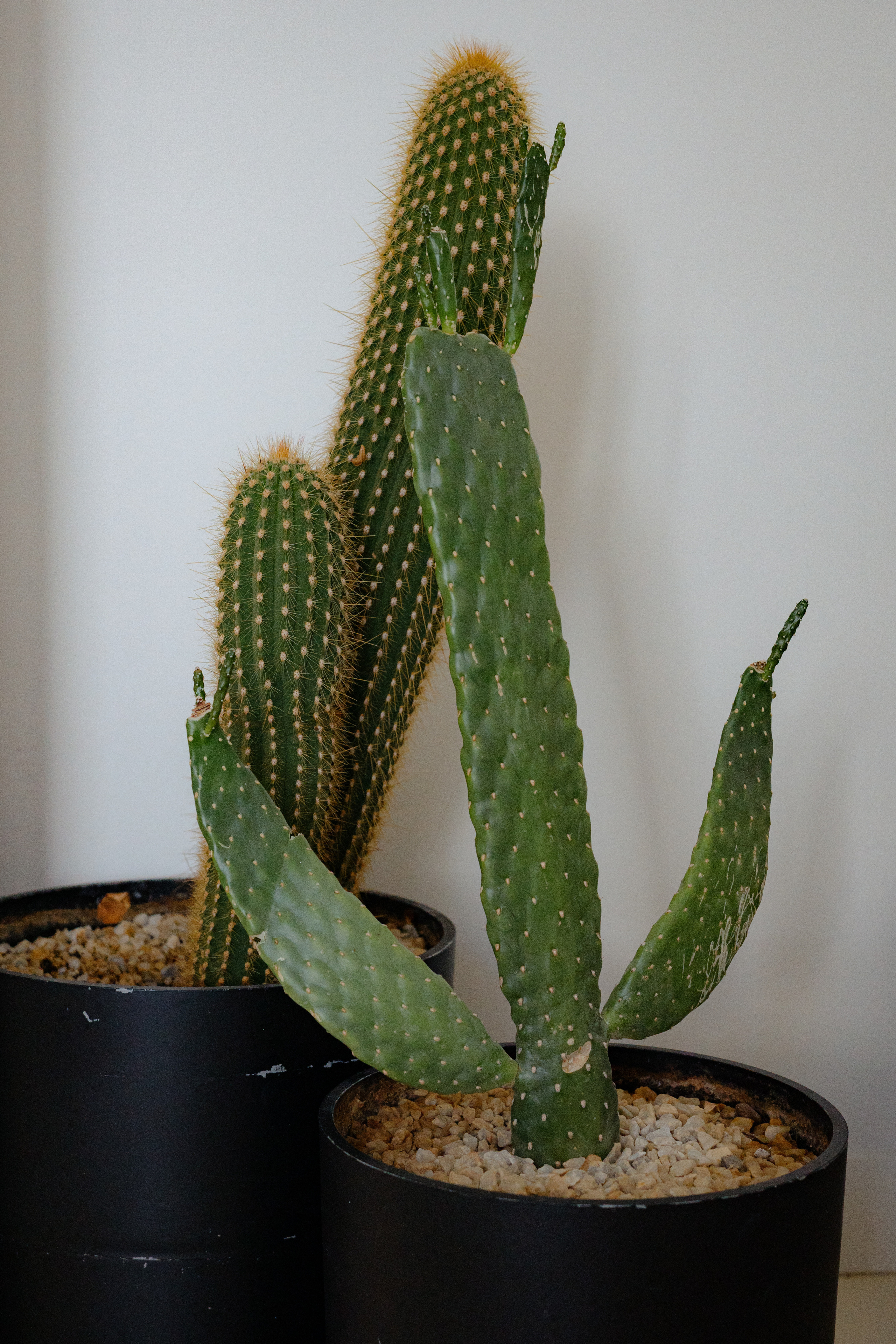 Алина и Артем. Fusion Wedding Photographer