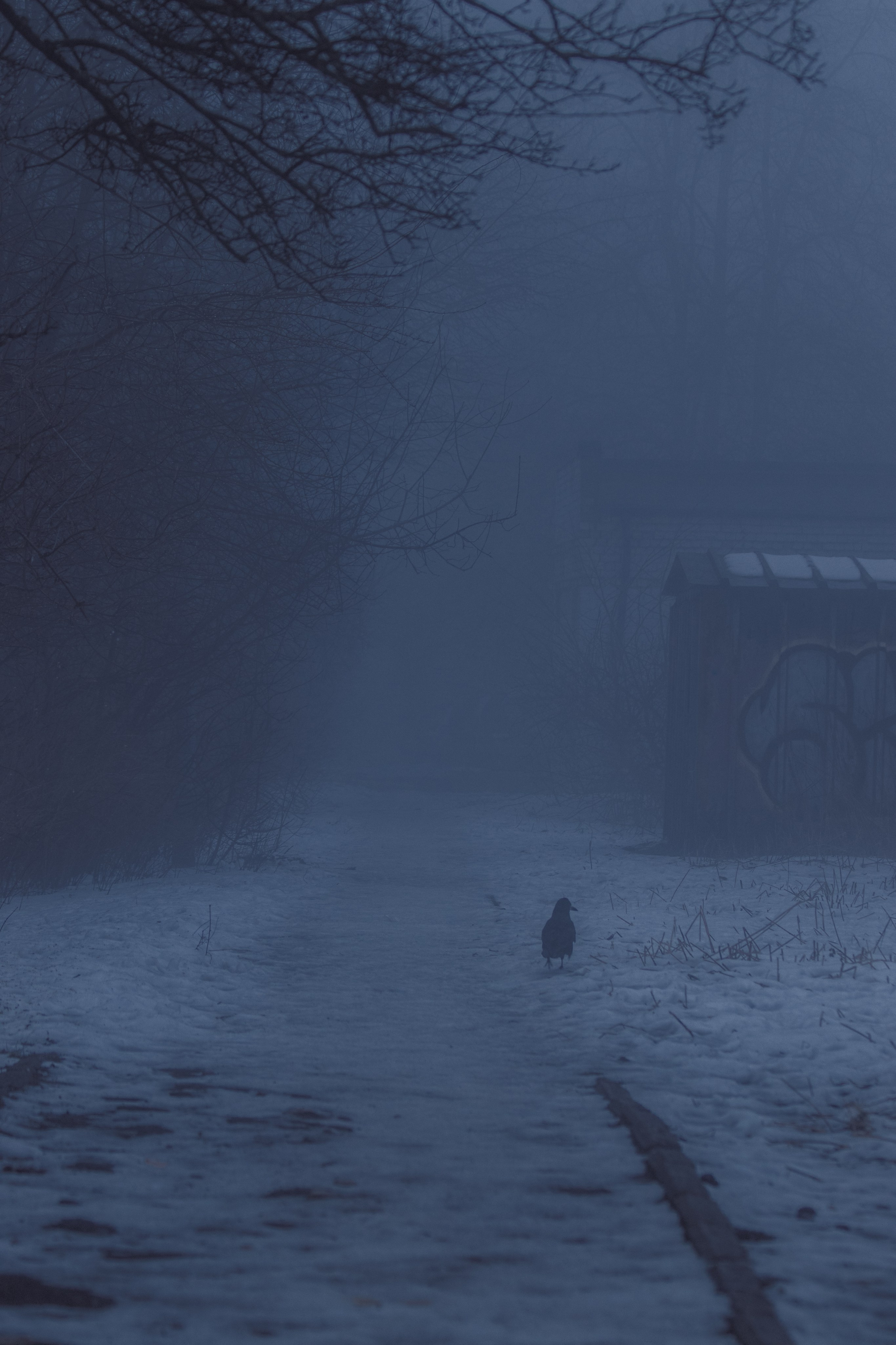 Т У М А Н. — Digital Noise —