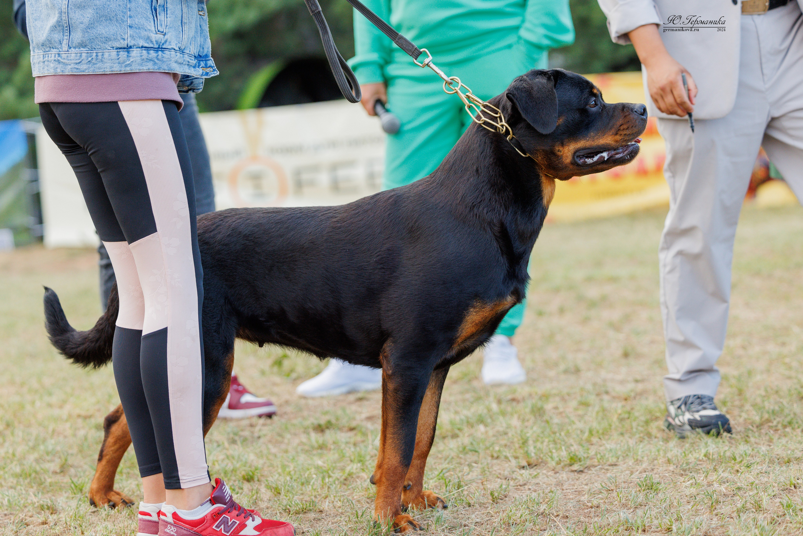 ПК и КЧК ротвейлеры Тверь 6-7.07.2024. Фотограф-анималист Юлия Германика