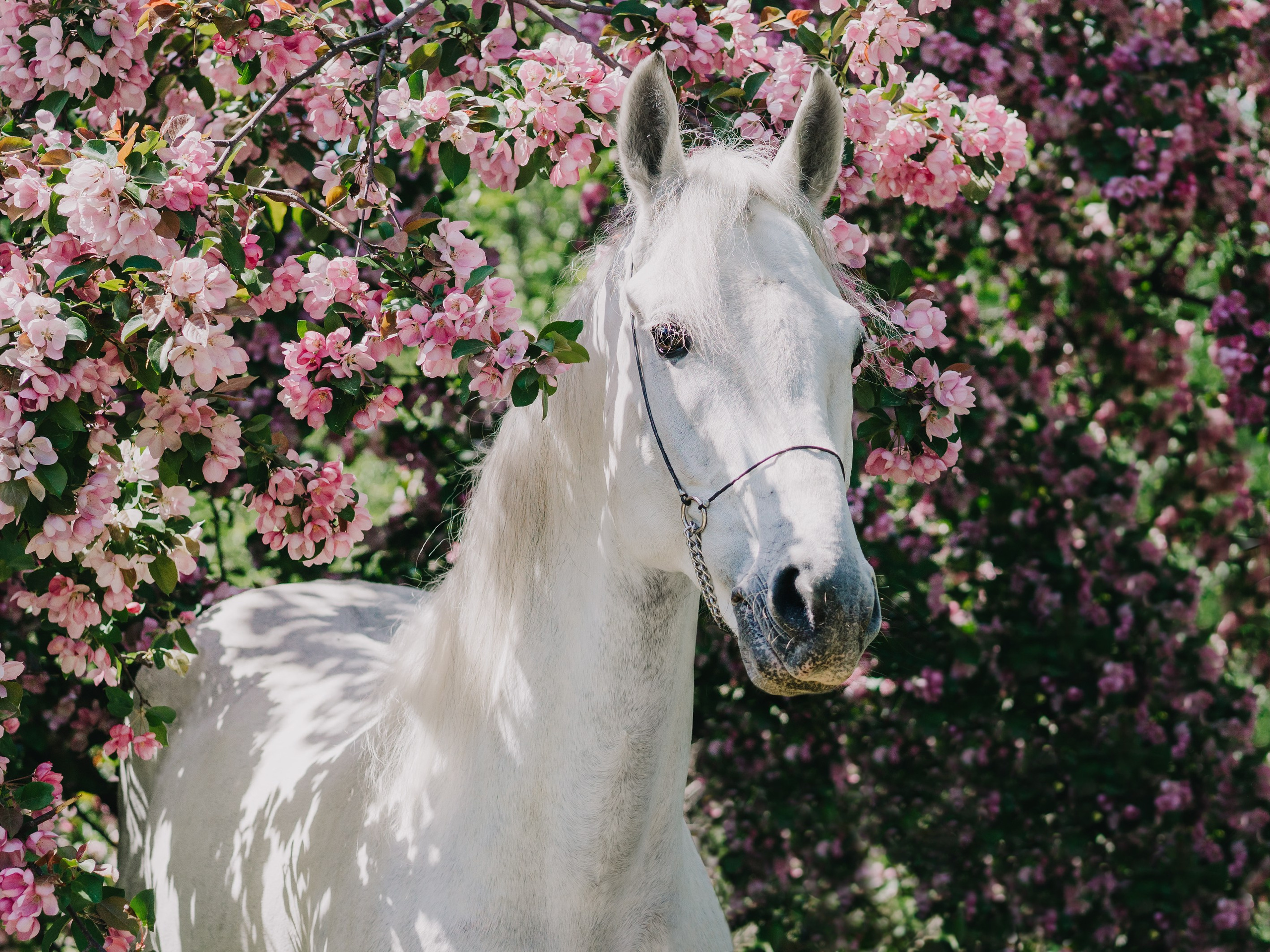 Life with horse. Saamill