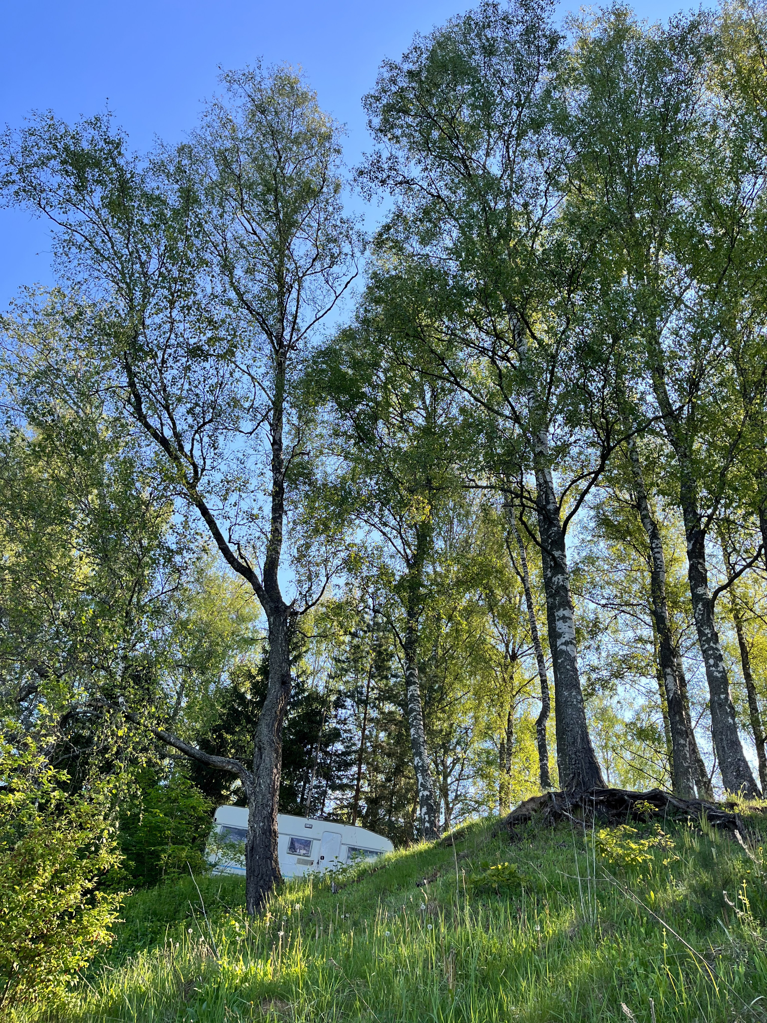 На берегу Угры. Конец мая 2024 года. Фотограф Никифоров-Гордеев Сергей. Москва и МО