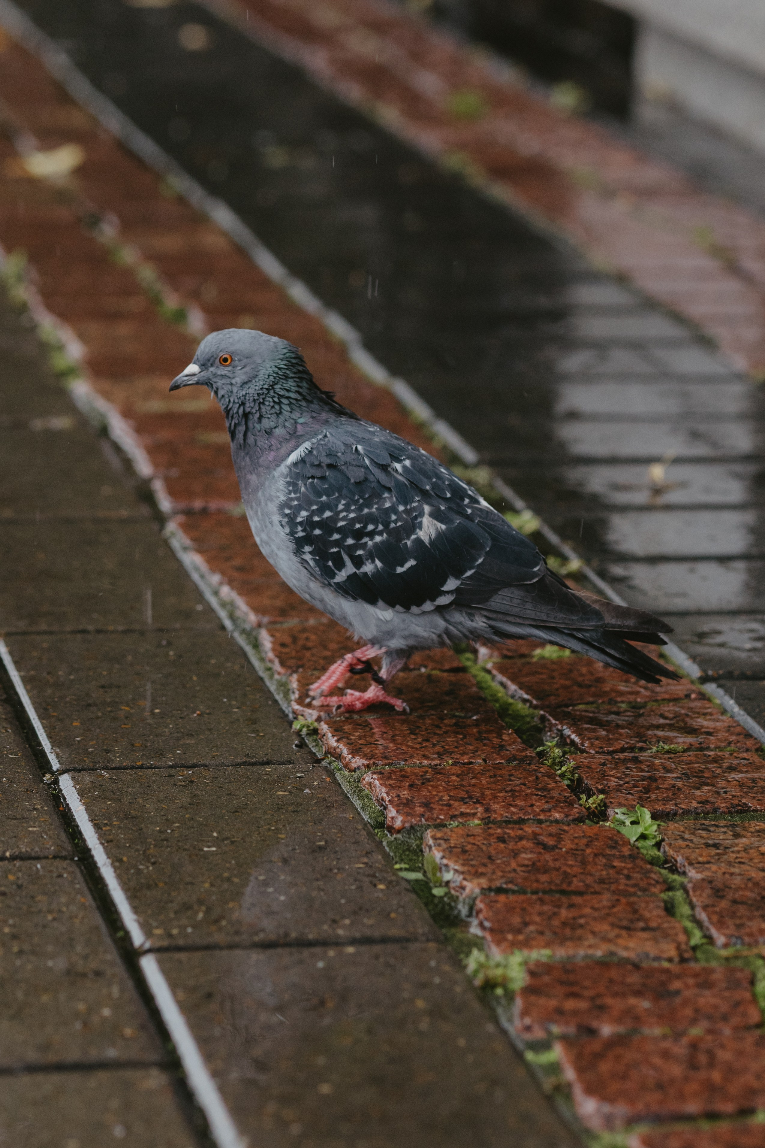 Дождливый Нижний Новгород. Фотограф Эльмира Лин