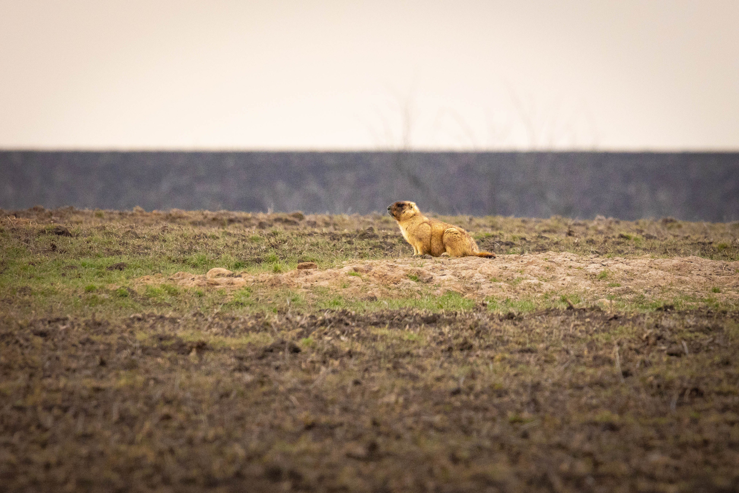 Дикий животный мир. Фотограф-АниМалист Анна Абрамова