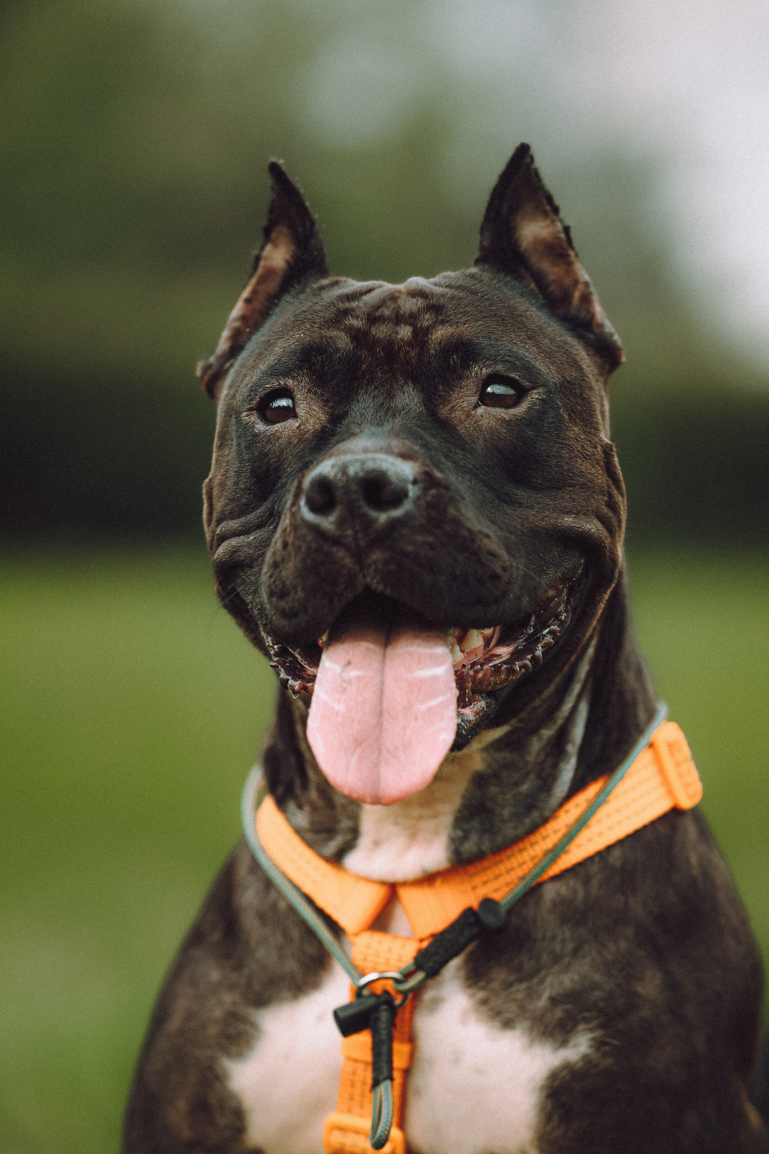 Паша, Хайди и Тея