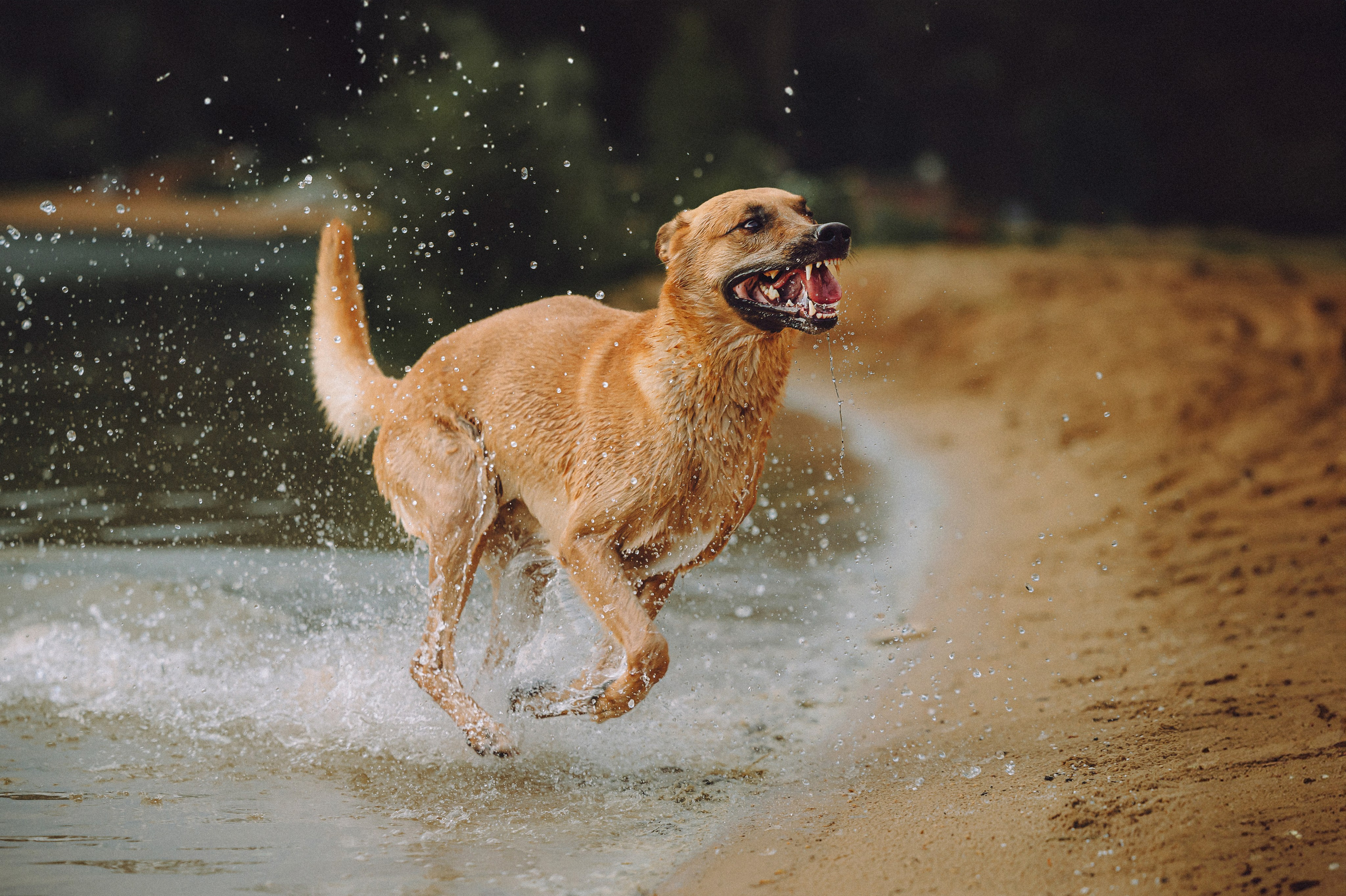Роби, Тео и их семья