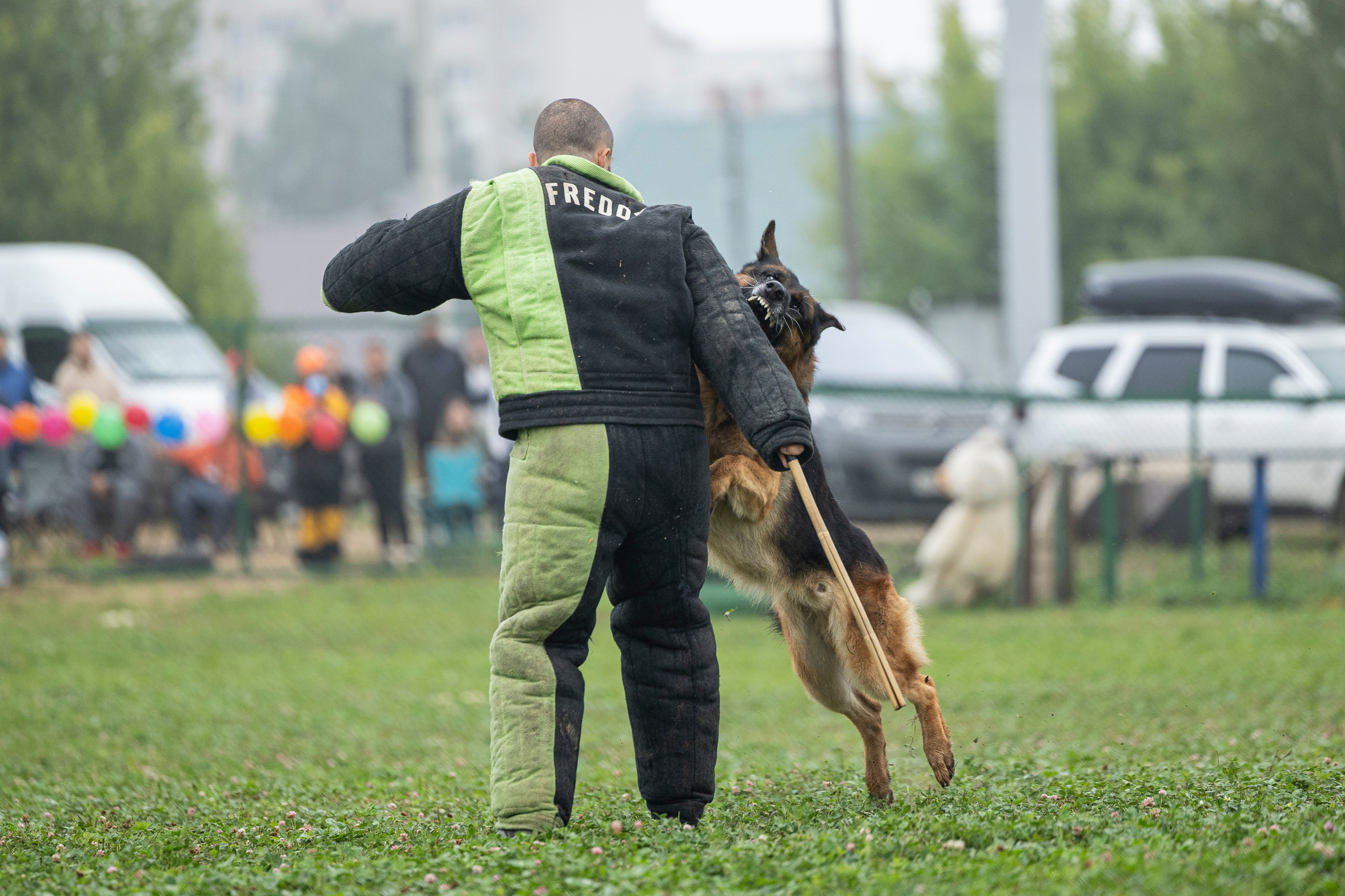 Соревнования по Мондьорингу г. Вологда 10-11.08.2024. Фотограф-анималист Анна Маринич