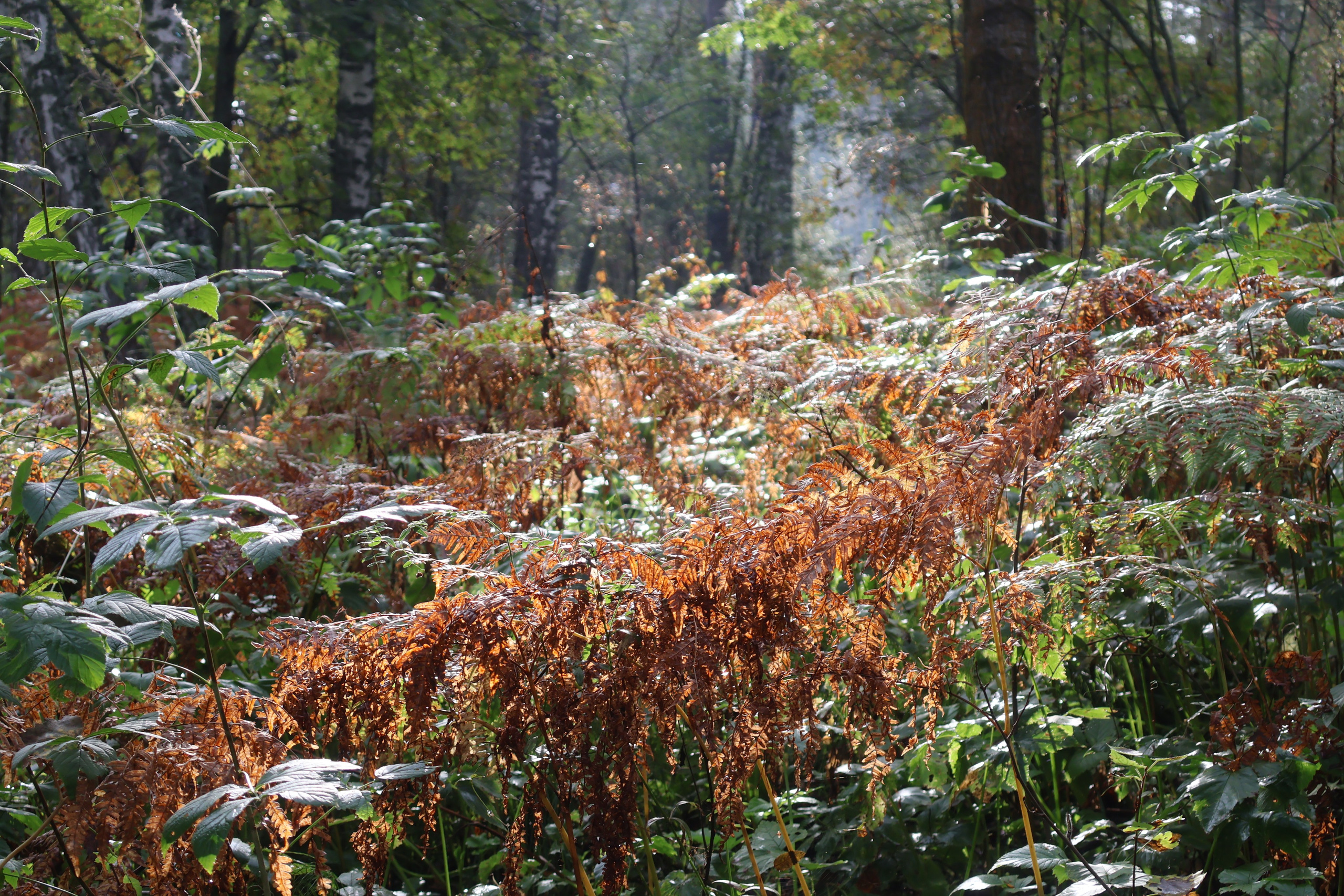 Mintonov's Film Studio