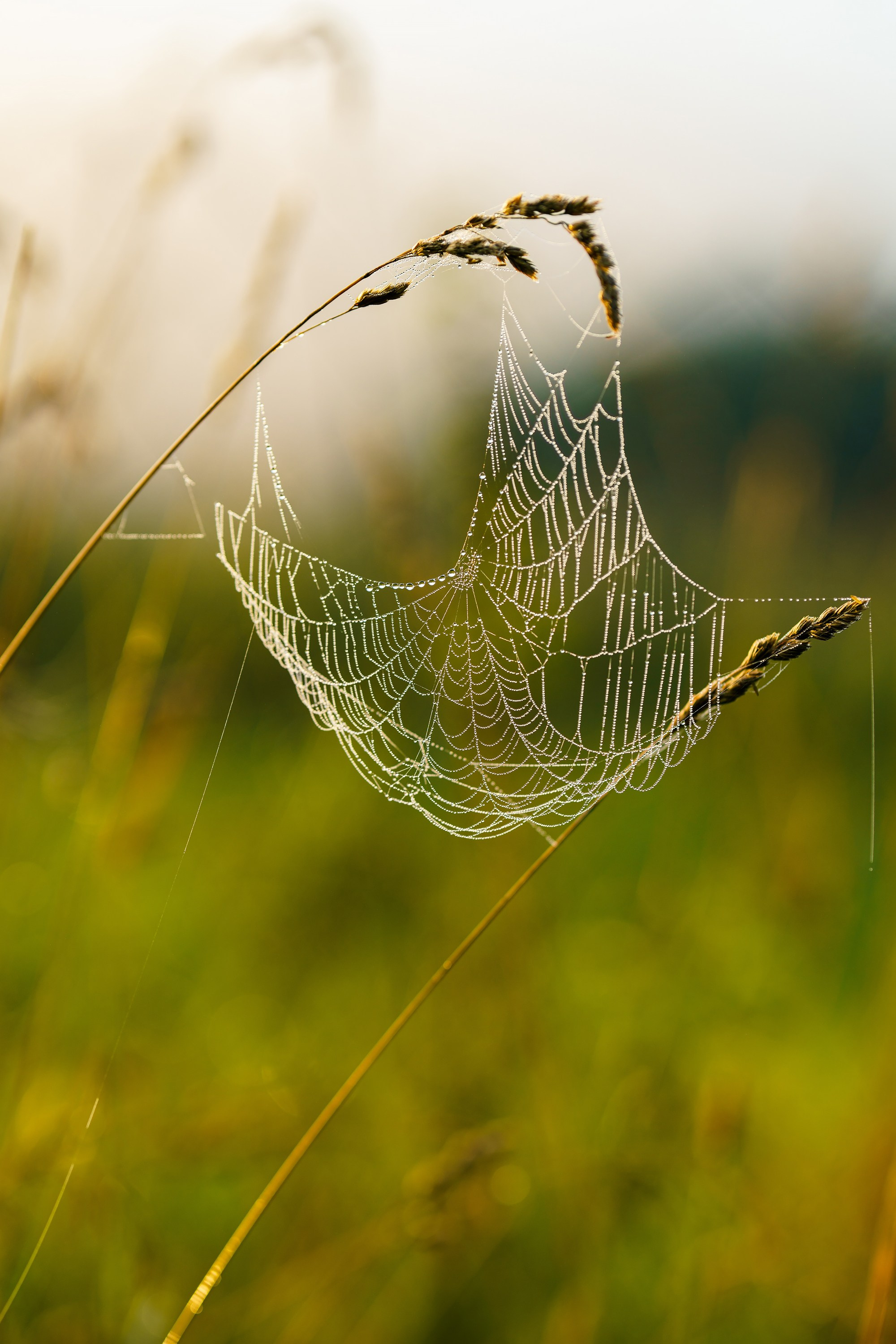 Фотографии Национальный парк Угра. Фотограф спортивные события, недвижимость, турбизнес
