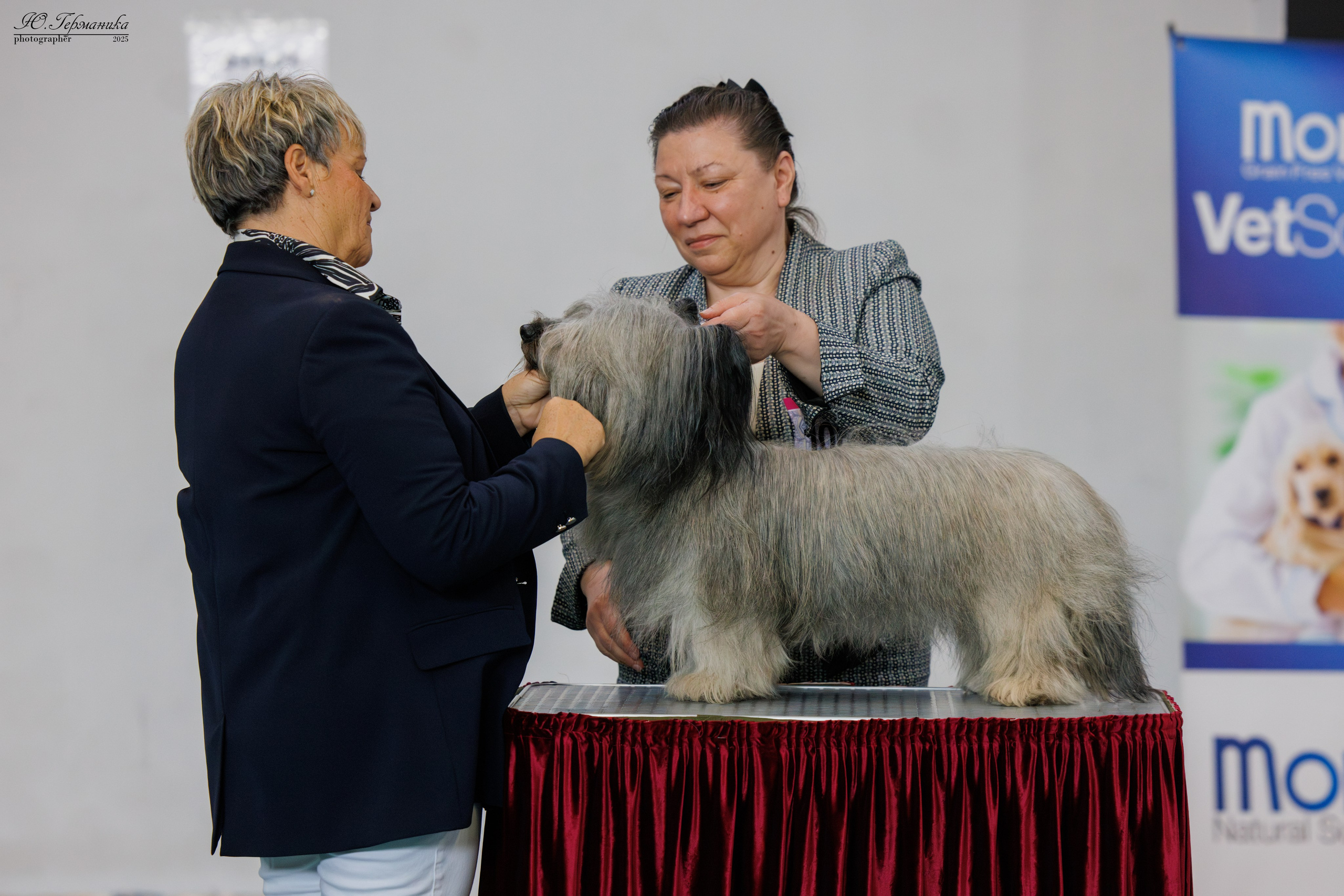 Ереван 2х CACIB 29-30.04.2025. Фотограф-анималист Юлия Германика