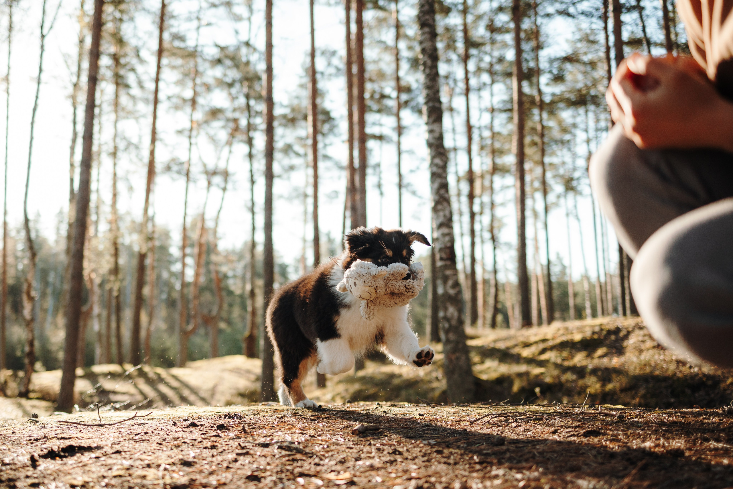 Ира и Шмель. Фотограф — Анималист | Санкт-Петербург