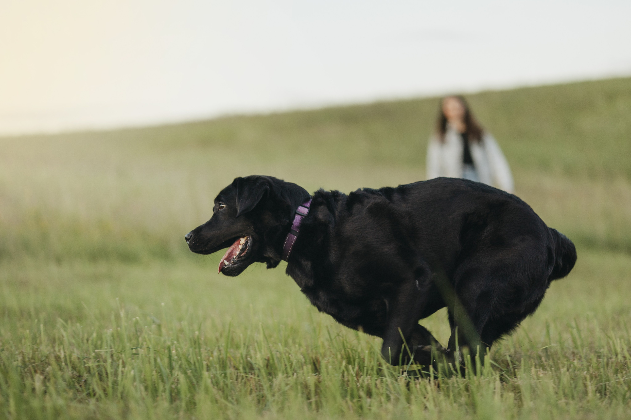 Бомбей и его семья. Фотограф — Анималист | Санкт-Петербург