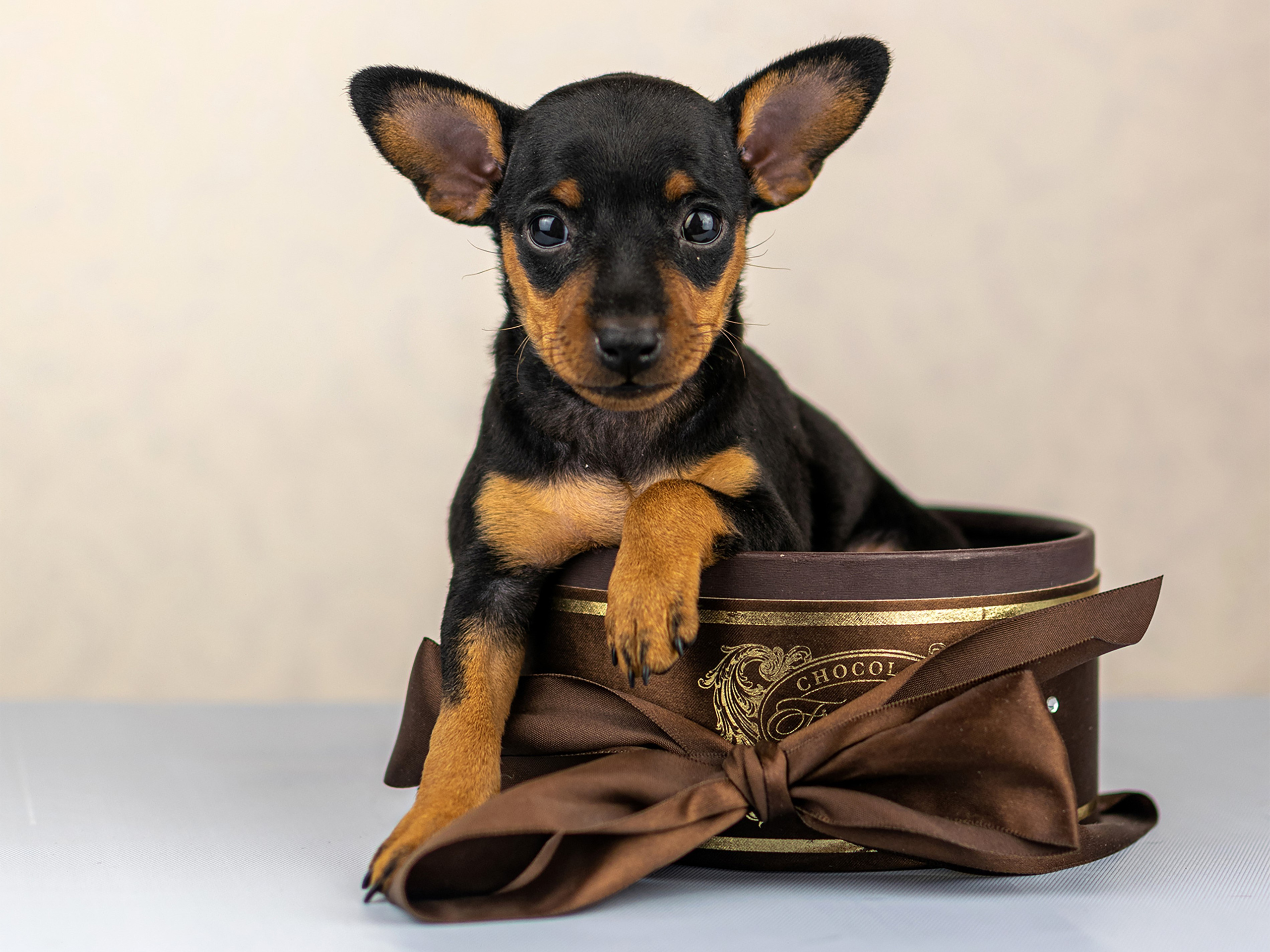 Фотография щенок цвергпинчера в коробке из под конфет
