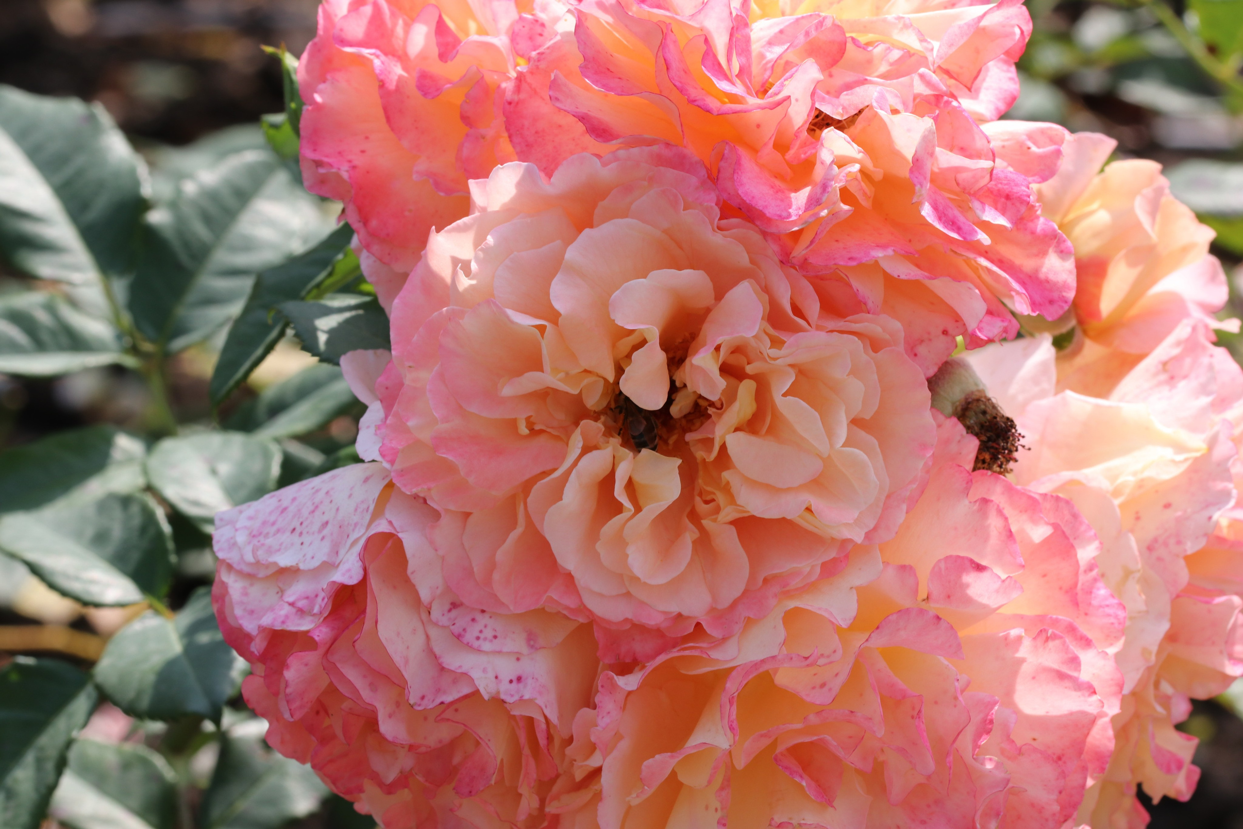 Долина роз в Кисловодске. Фото-художник и Репортажный фотограф Николаев Александр Алексеевич