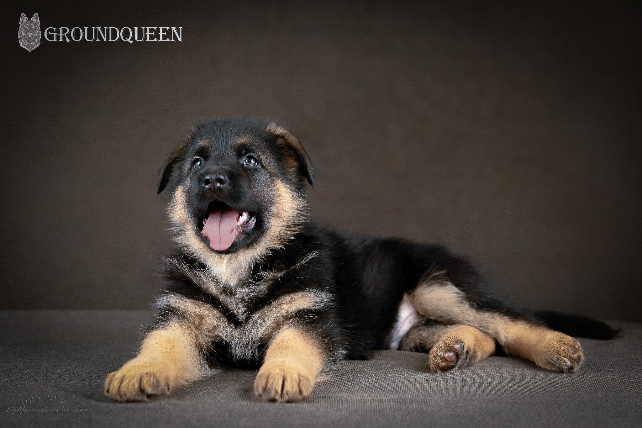 Щенки немецкой овчарки. Фотограф 📸 анималист, предметный, репортажный