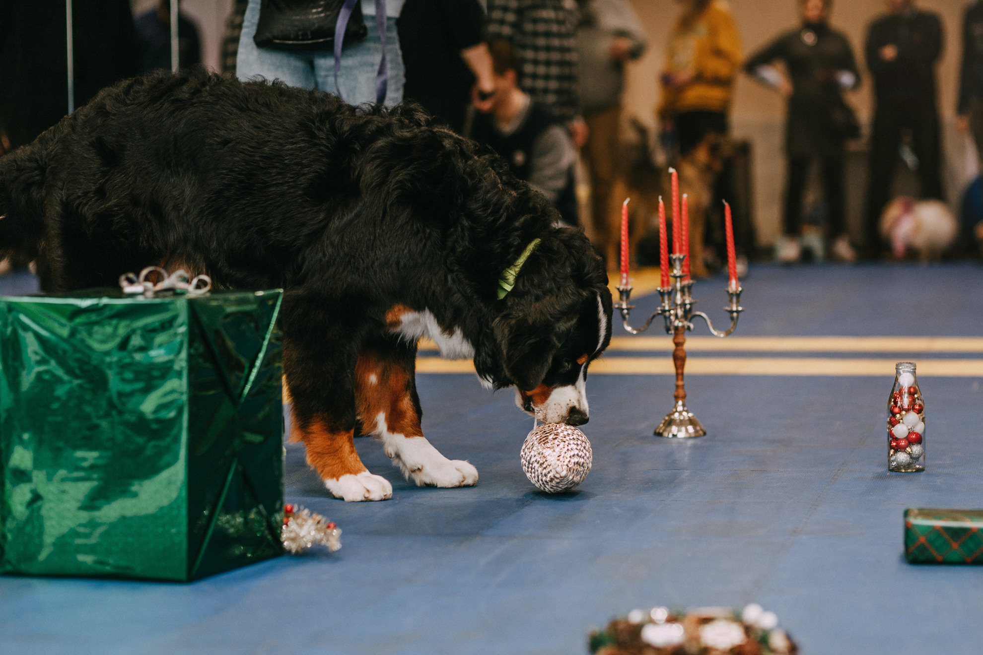 Собачий Новый год. Фотограф-анималист Елена Радченко, Москва