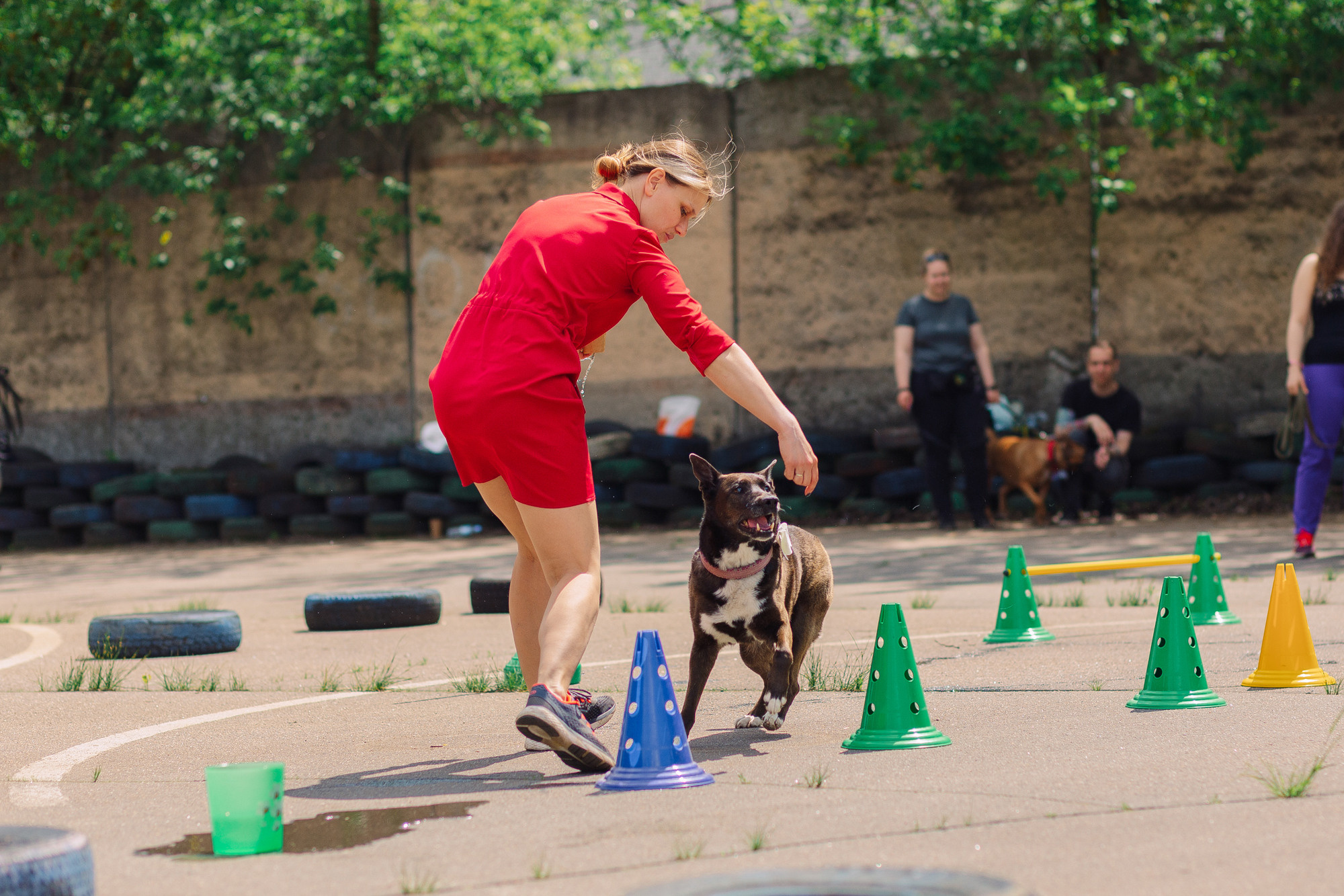 Дог-туса. Фотограф-анималист Елена Радченко, Москва