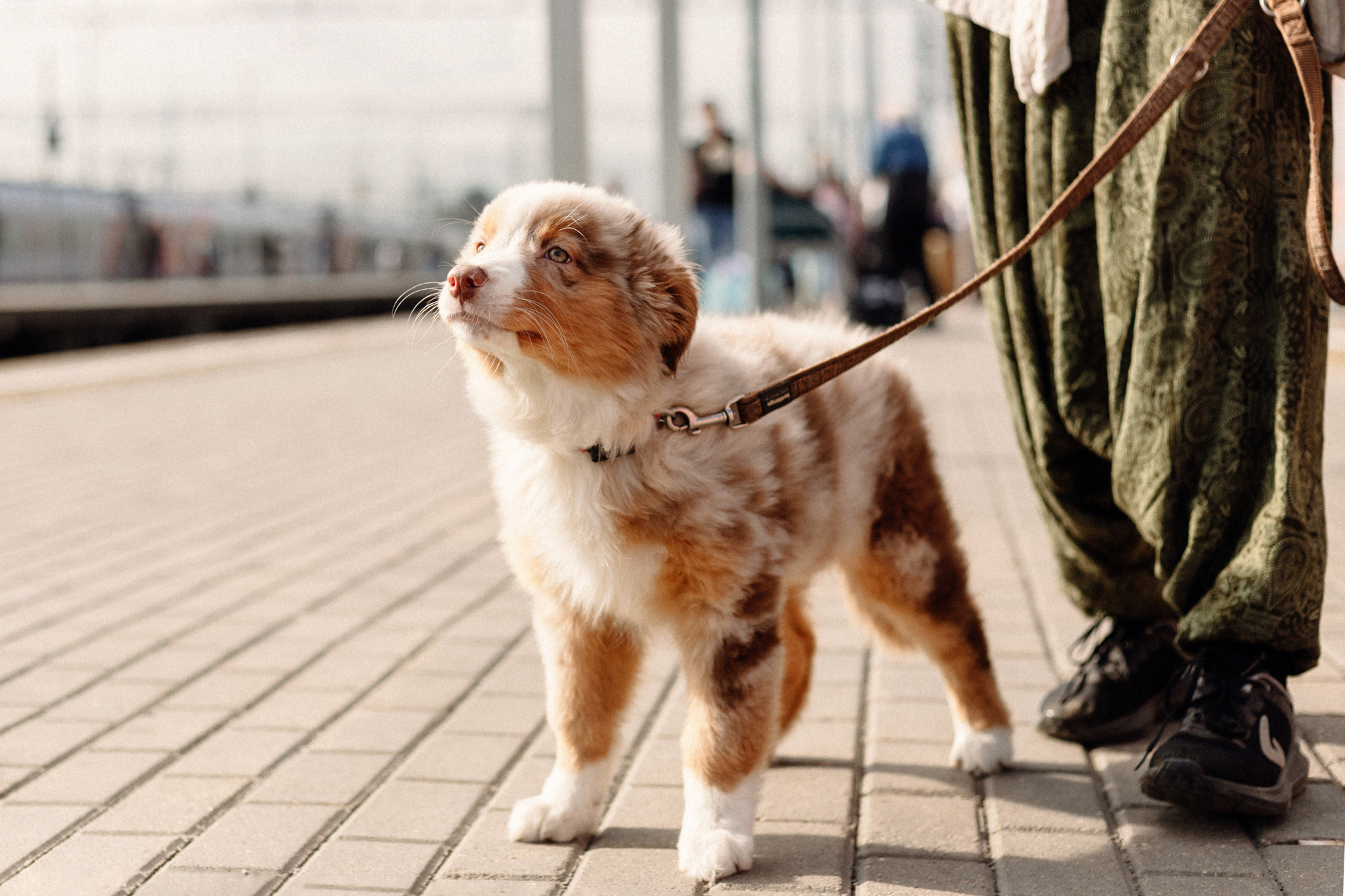 Тася и Брусника. Встреча с поезда. Фотограф-анималист Елена Радченко, Москва
