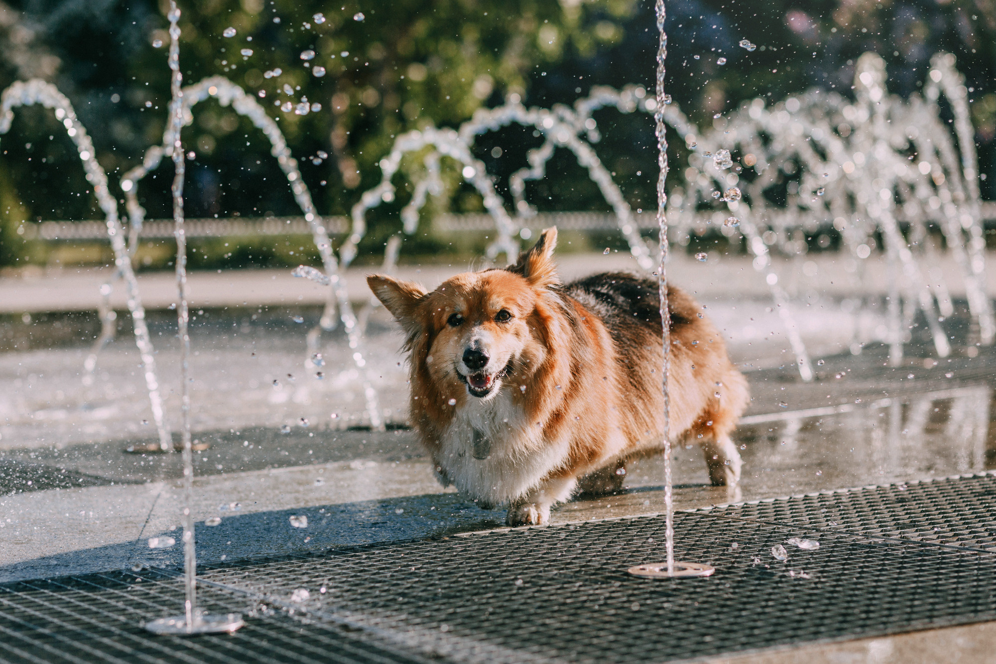 Аша и Робби. Фотограф-анималист Елена Радченко, Москва