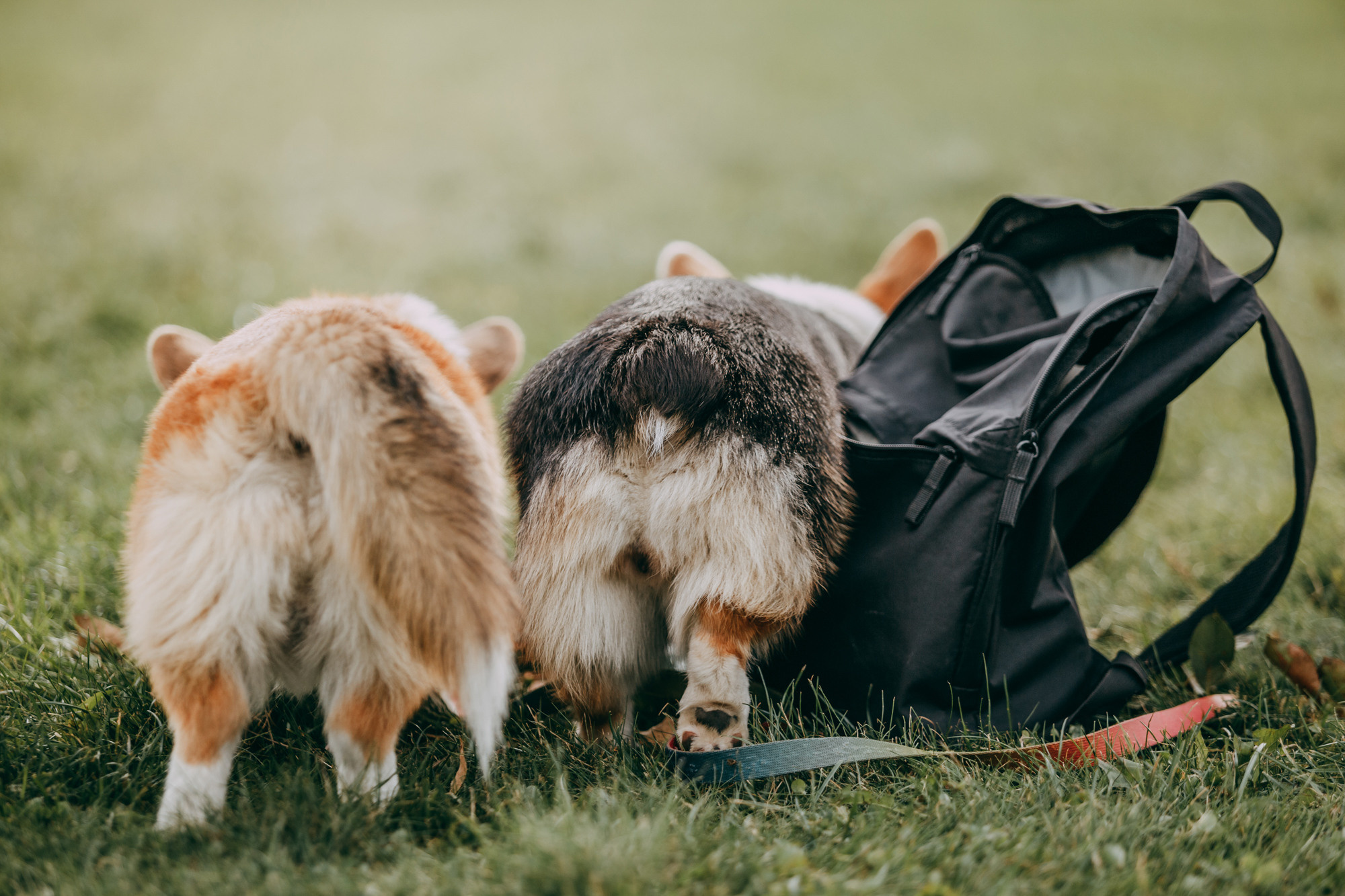 День рождения Габи. Фотограф-анималист Елена Радченко, Москва