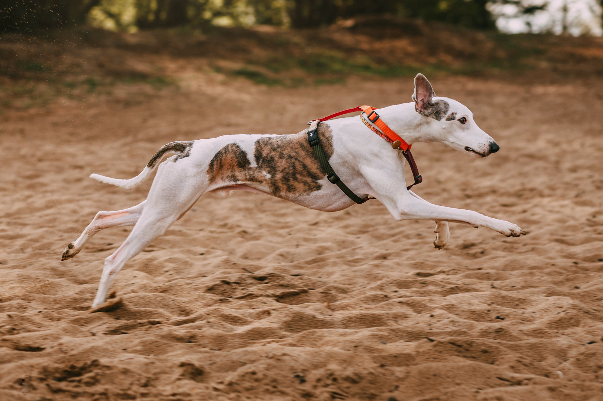 Соня, Максим, Данте и Ланя. Фотограф-анималист Елена Радченко, Москва