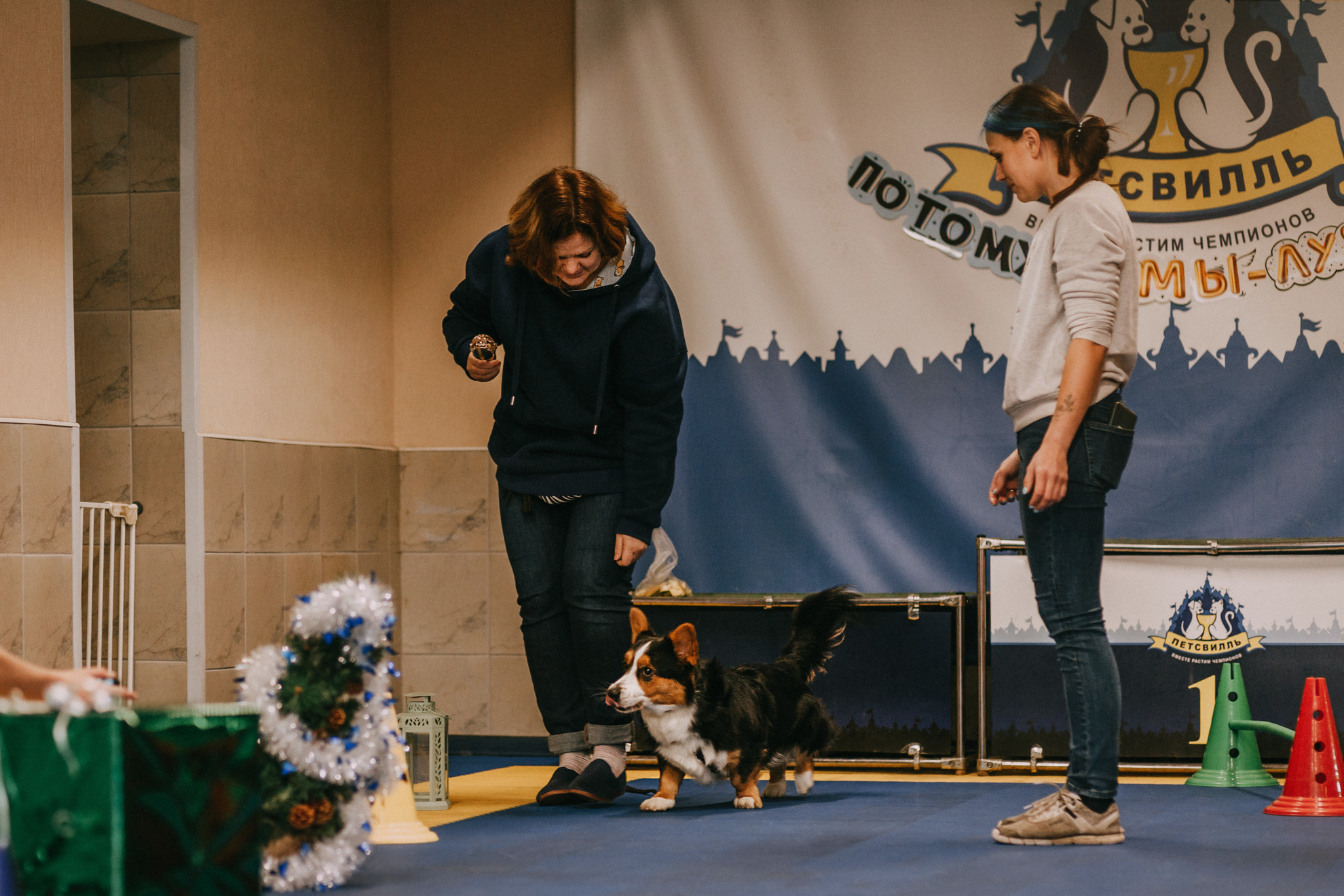 Собачий Новый год. Фотограф-анималист Елена Радченко, Москва