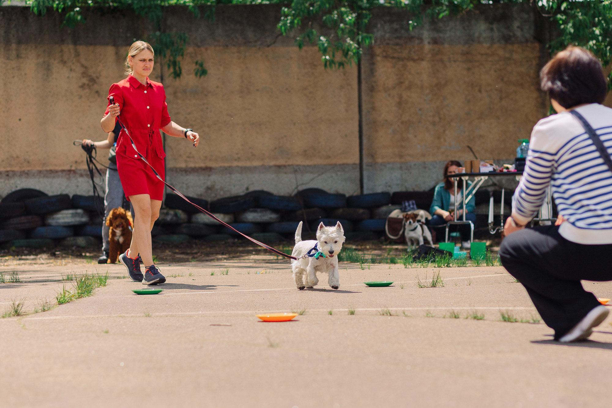 Дог-туса. Фотограф-анималист Елена Радченко, Москва