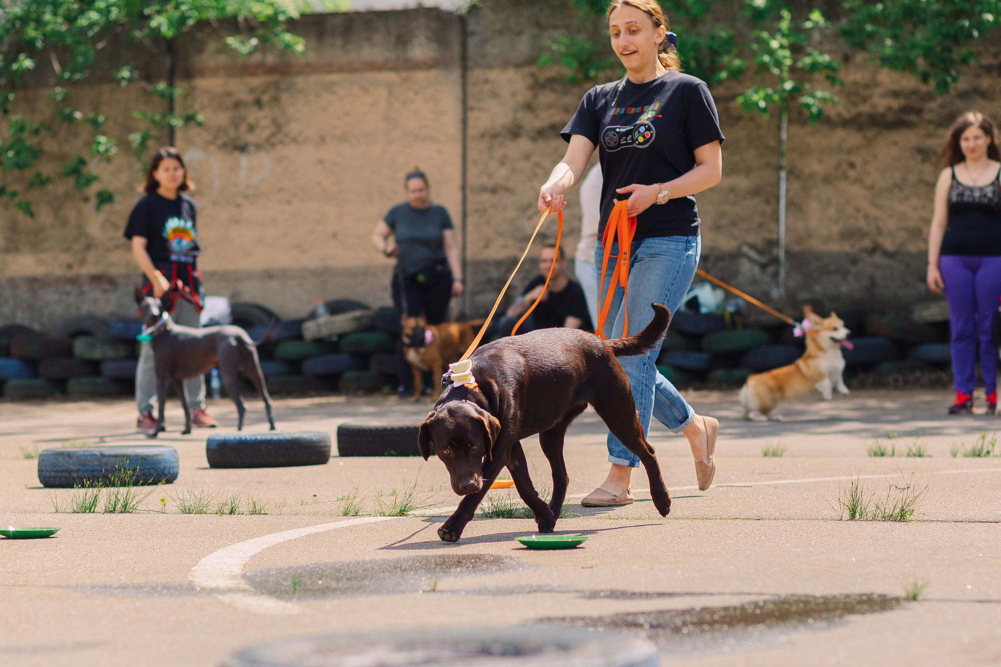 Дог-туса. Фотограф-анималист Елена Радченко, Москва
