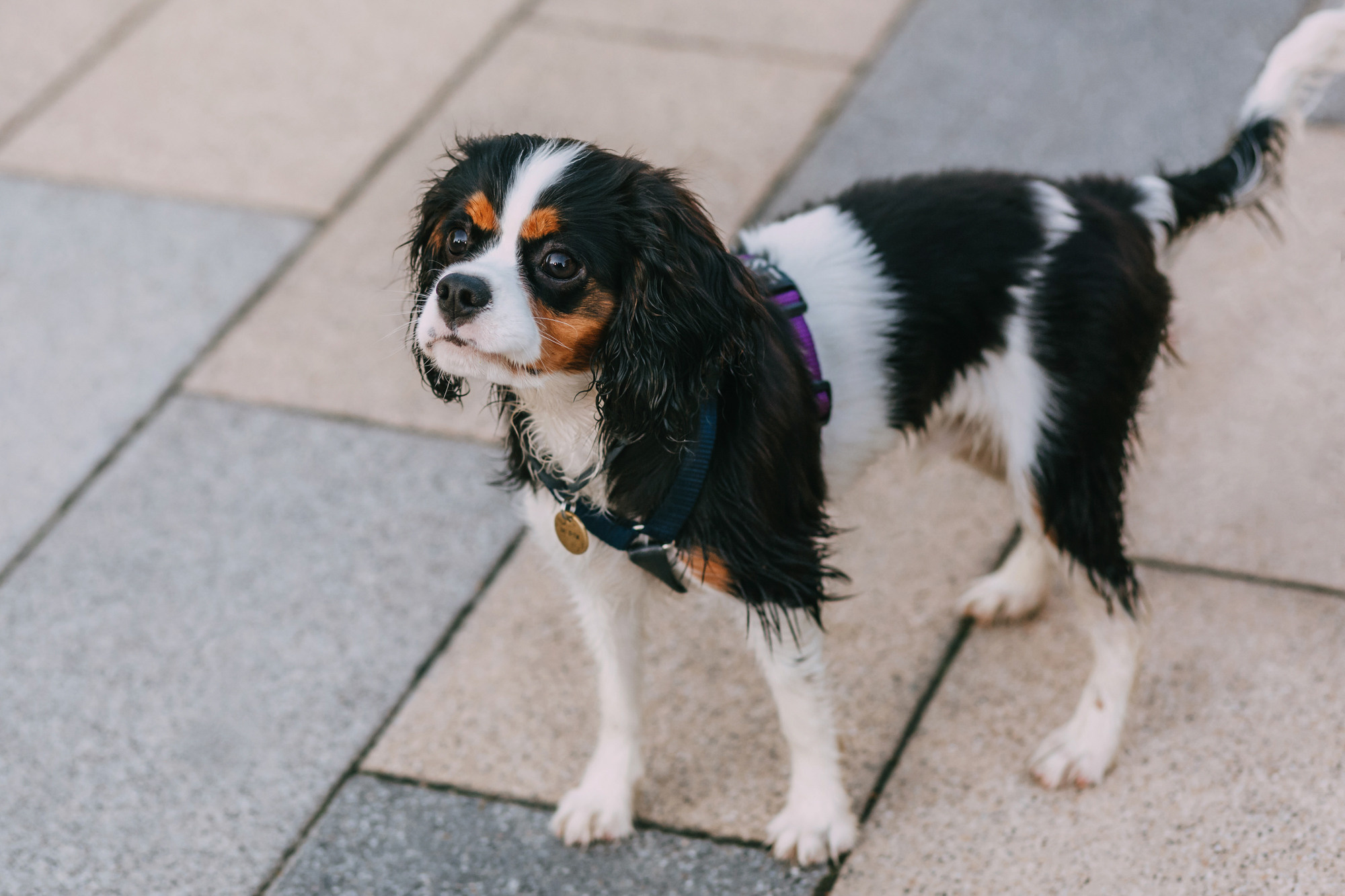 Вика и Морти. Фотограф-анималист Елена Радченко, Москва