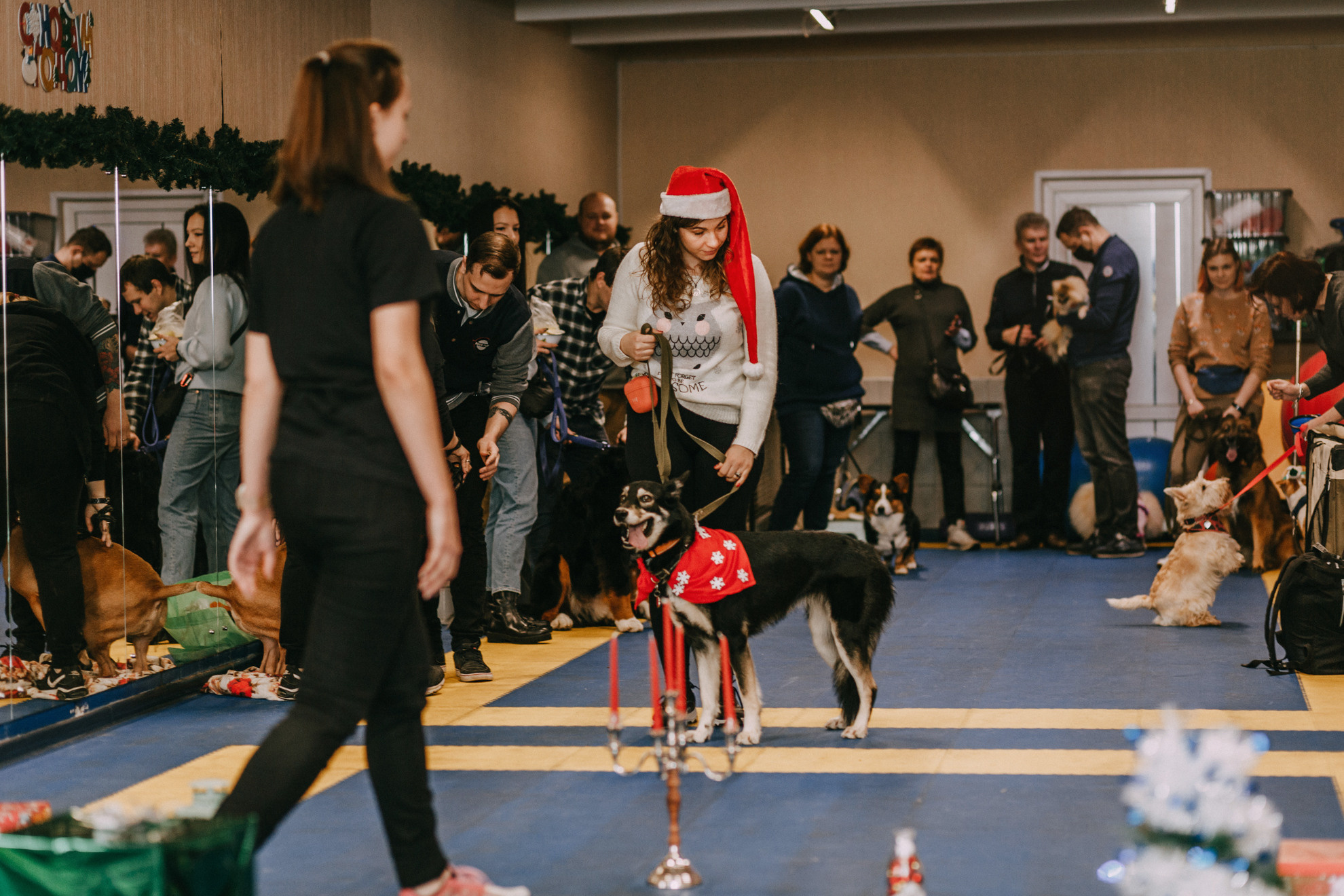 Собачий Новый год. Фотограф-анималист Елена Радченко, Москва