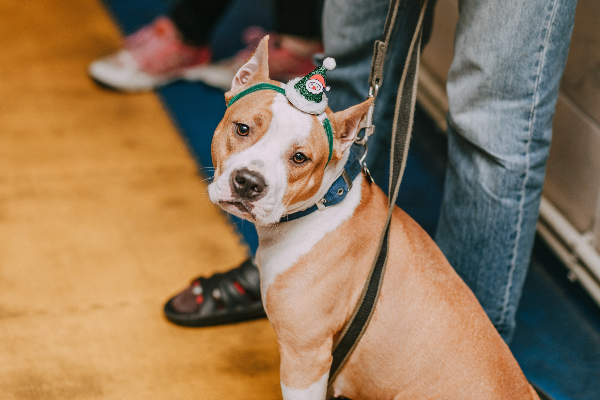 Собачий Новый год. Фотограф-анималист Елена Радченко, Москва