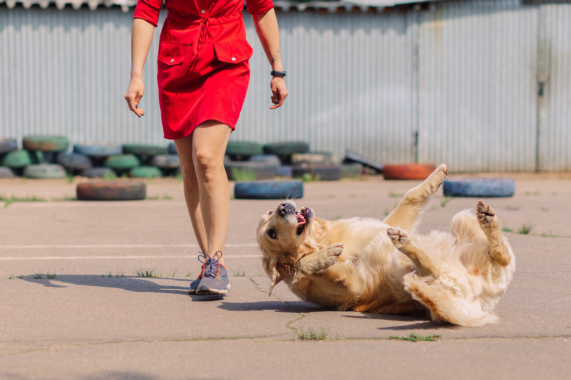Дог-туса. Фотограф-анималист Елена Радченко, Москва