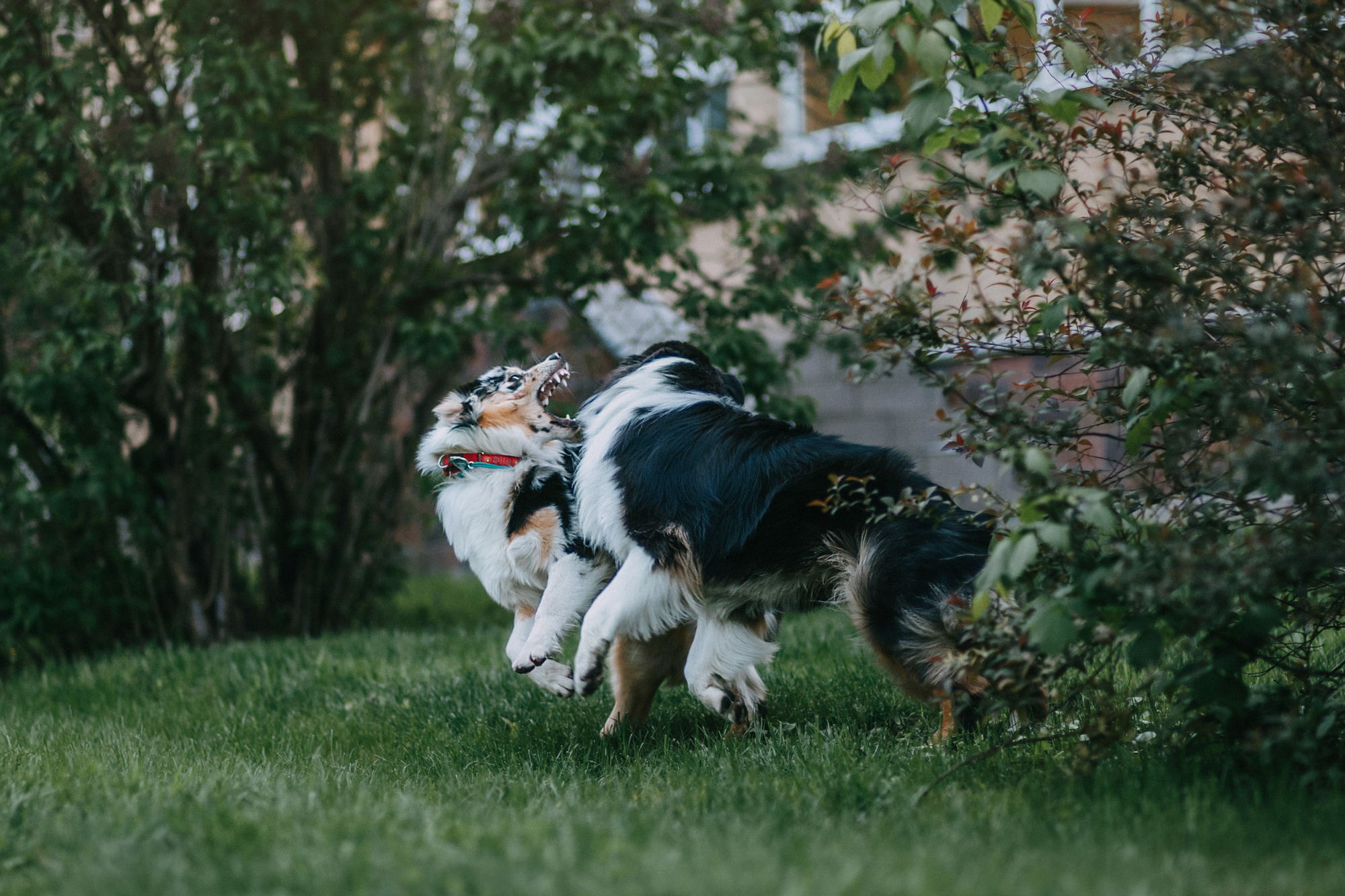 Анна, Чарли и Ева. Фотограф-анималист Елена Радченко, Москва