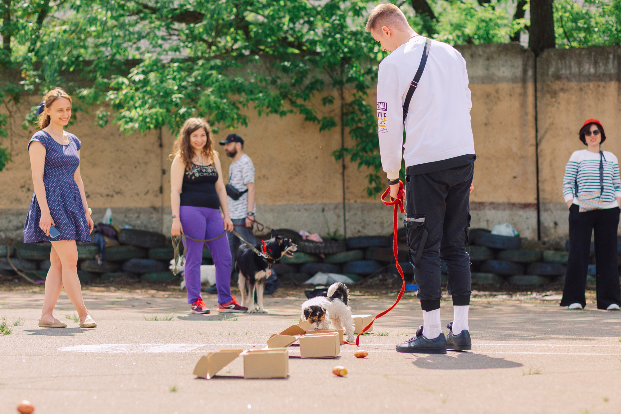 Дог-туса. Фотограф-анималист Елена Радченко, Москва