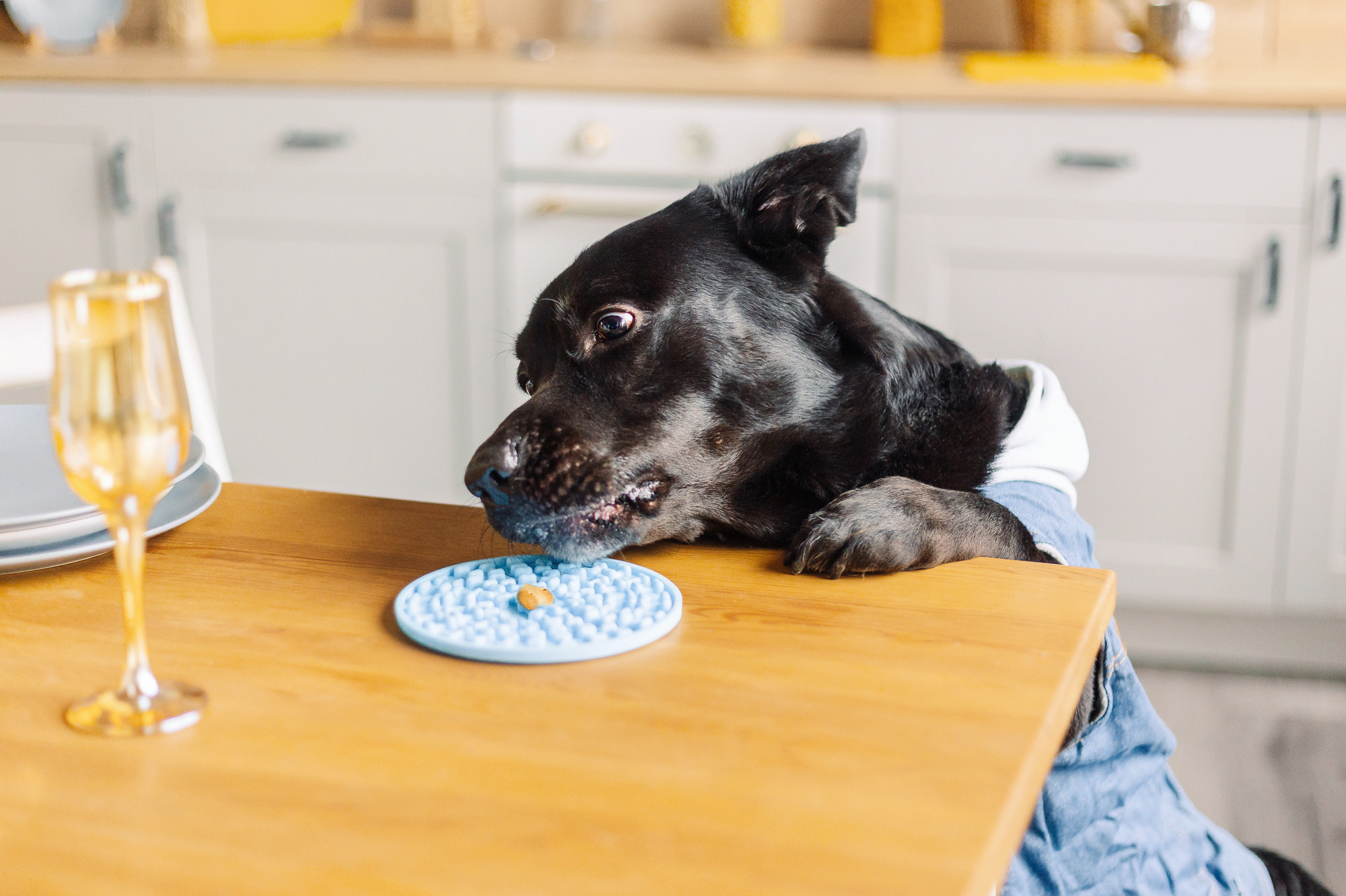Магазин Friend of mine. Фотограф-анималист Елена Радченко, Москва