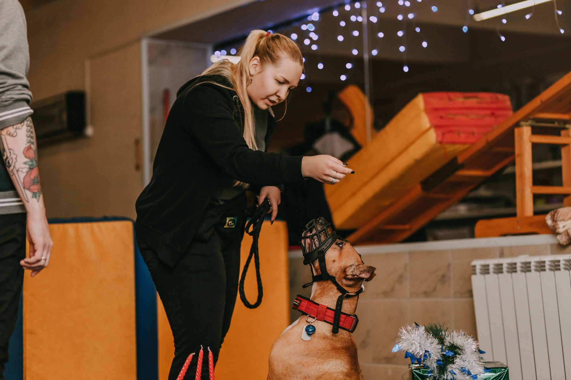 Собачий Новый год. Фотограф-анималист Елена Радченко, Москва