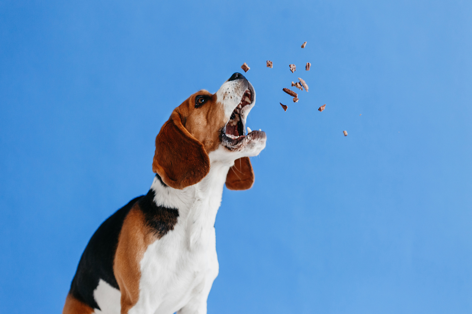 Фотодень 9 апреля. Фотограф-анималист Елена Радченко, Москва