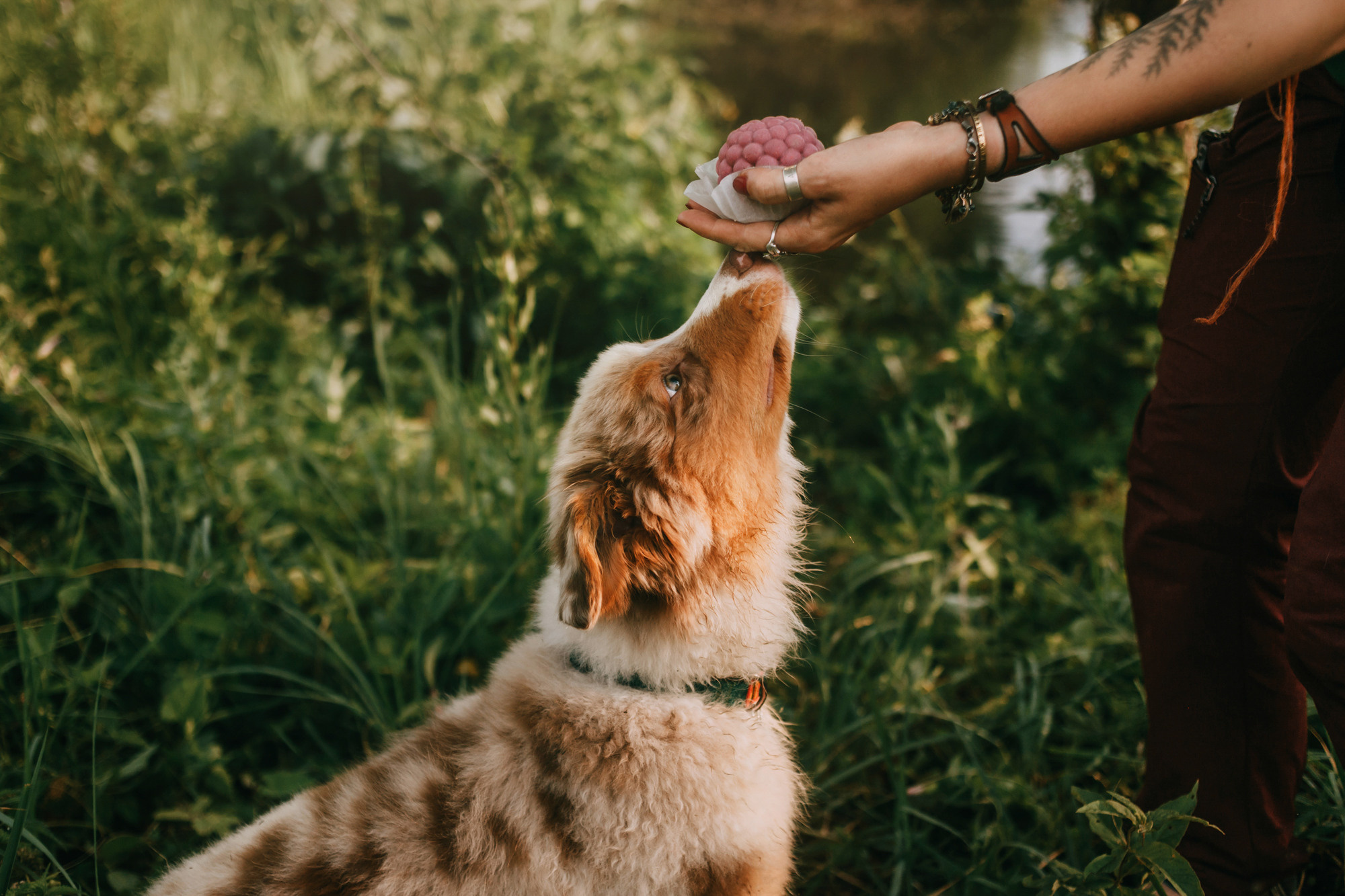 День рождения Морошки. Фотограф-анималист Елена Радченко, Москва