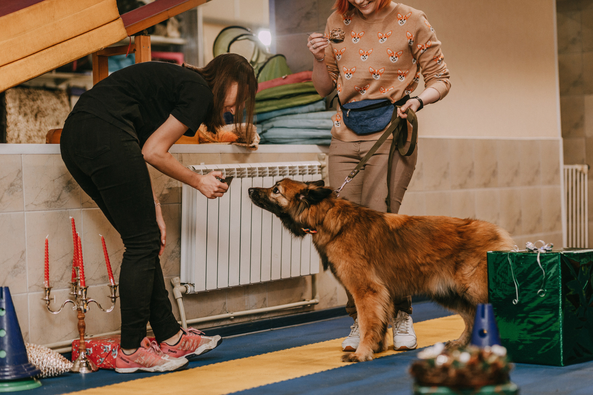 Собачий Новый год. Фотограф-анималист Елена Радченко, Москва