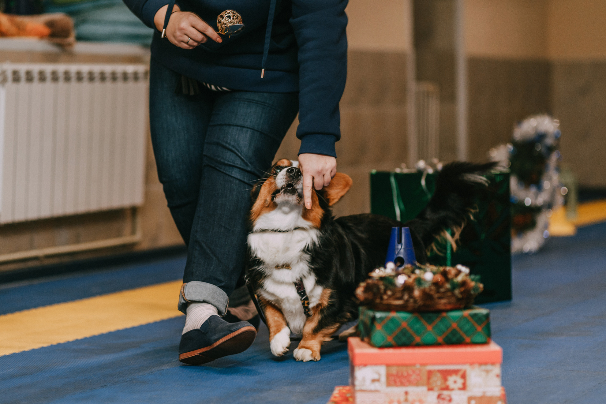 Собачий Новый год. Фотограф-анималист Елена Радченко, Москва