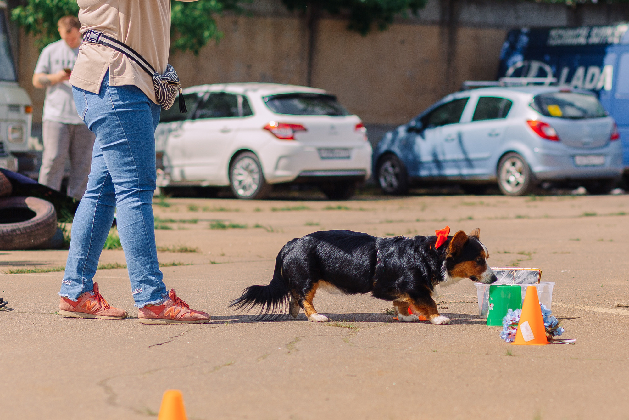 Дог-туса. Фотограф-анималист Елена Радченко, Москва